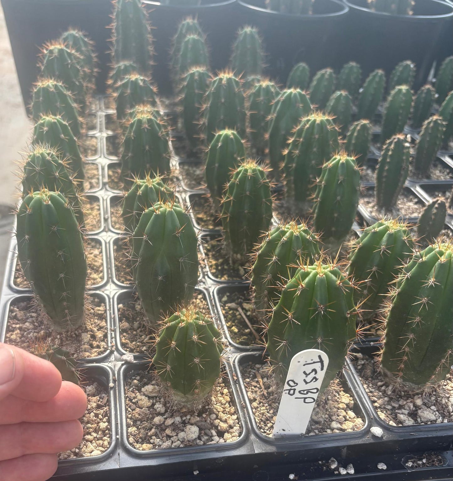 #EC259 Trichocereus Peruvianus TSSBP-OP Cactus Seedlings