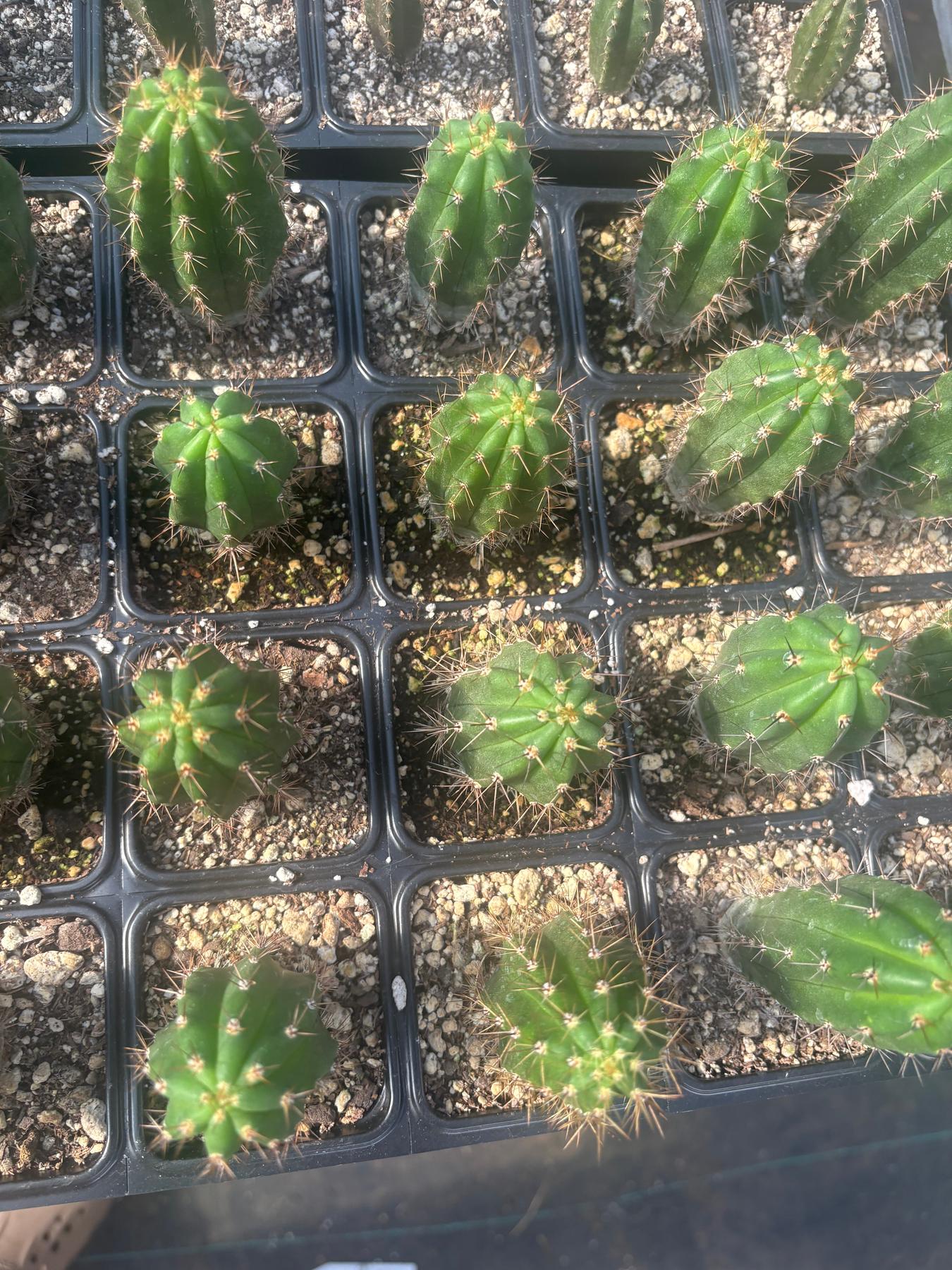 #EC259 Trichocereus Peruvianus TSSBP-OP Cactus Seedlings