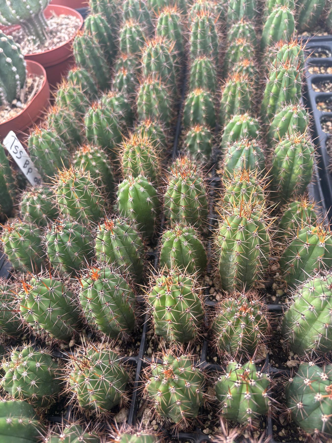 #EC259 Trichocereus Peruvianus TSSBP-OP Cactus Seedlings
