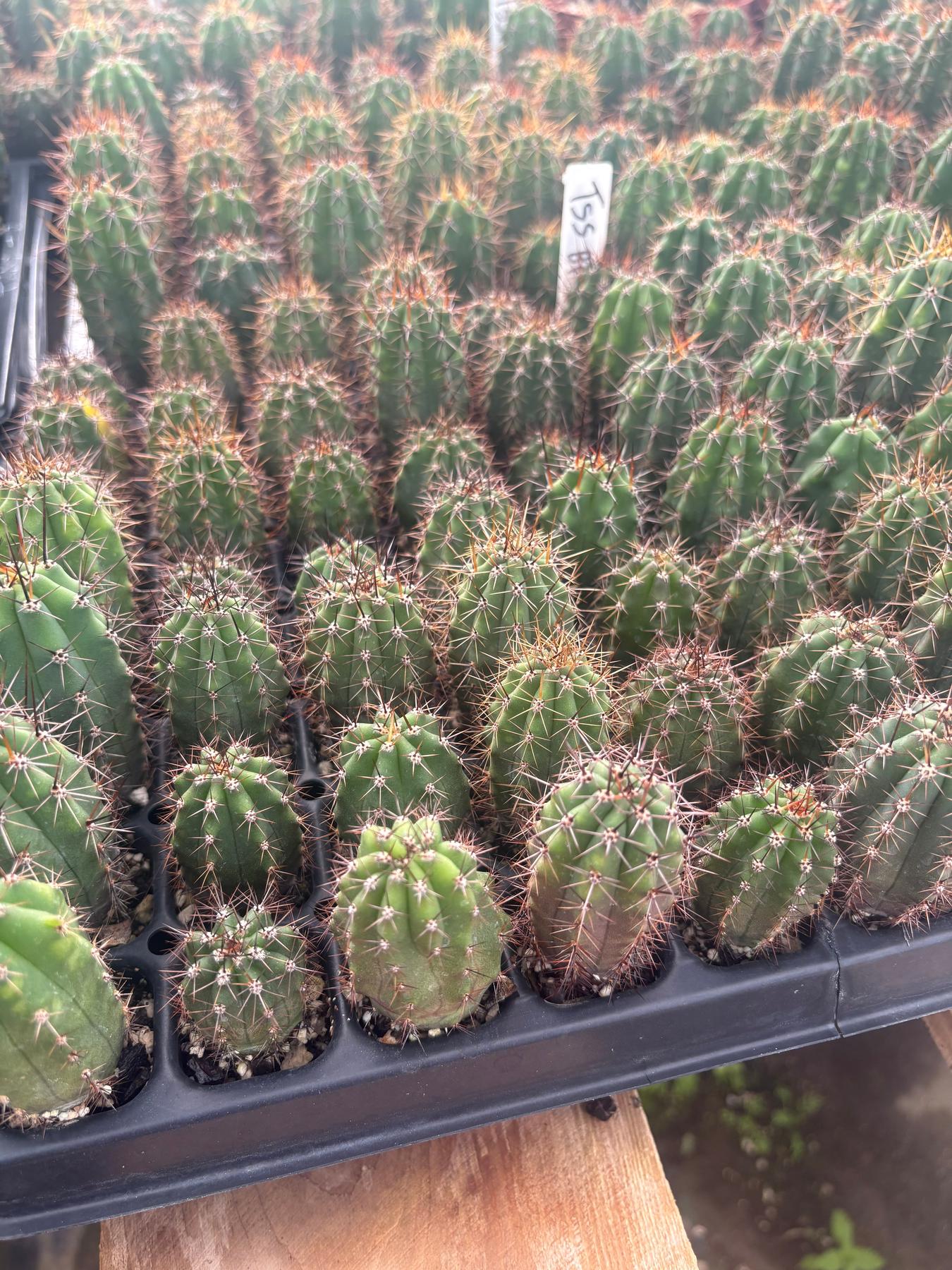 #EC259 Trichocereus Peruvianus TSSBP-OP Cactus Seedlings