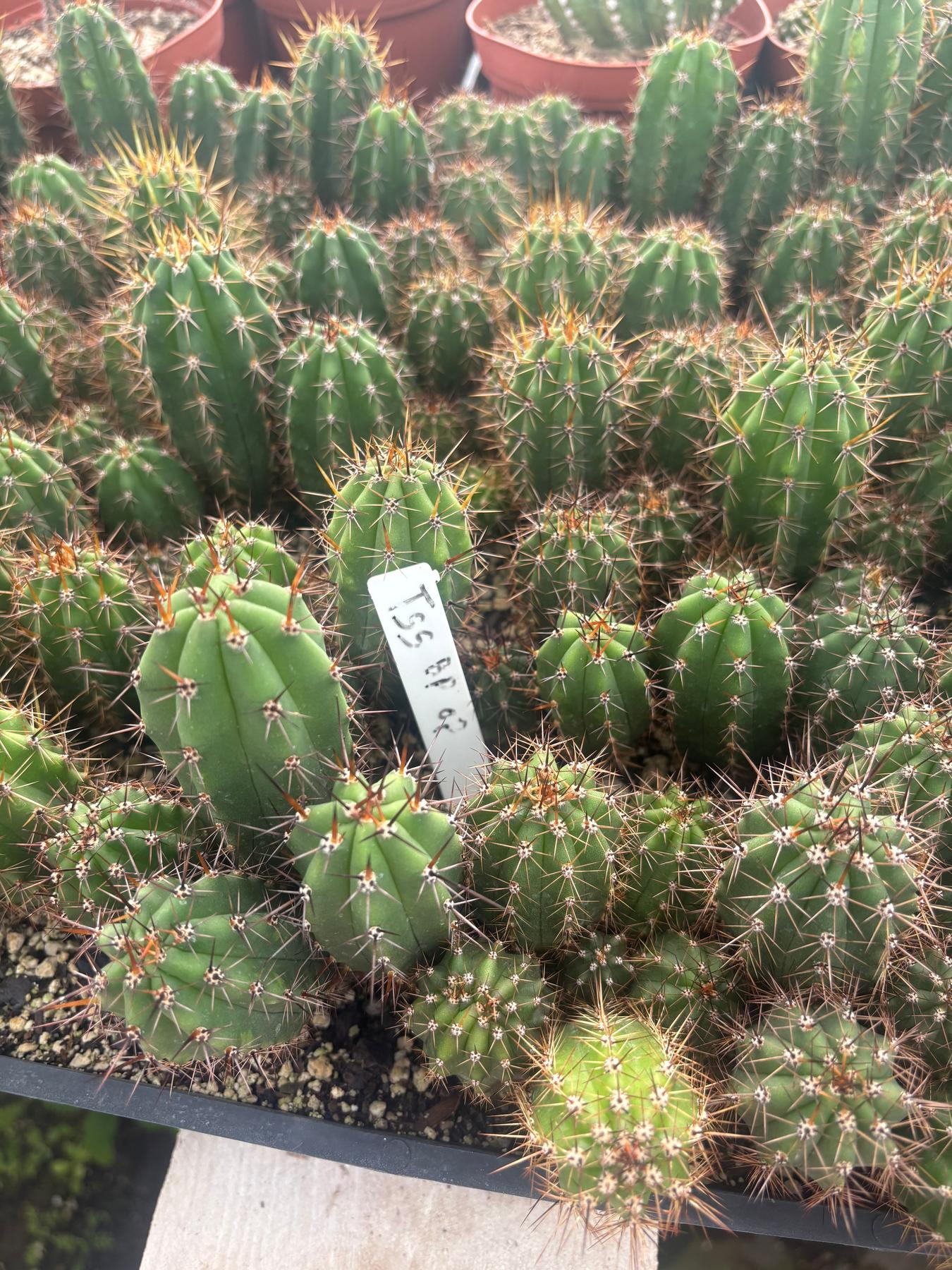 #EC259 Trichocereus Peruvianus TSSBP-OP Cactus Seedlings