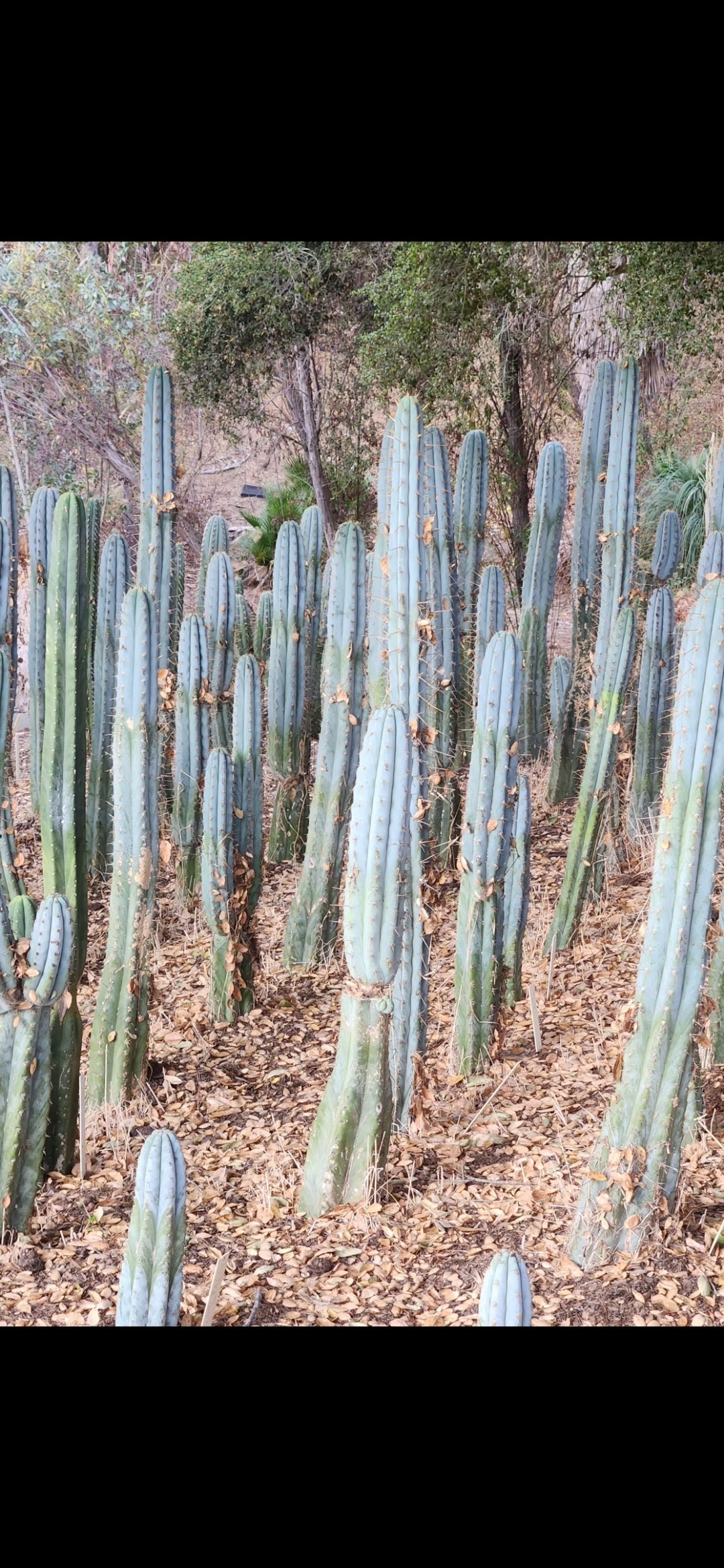 #EC259 Trichocereus Peruvianus TSSBP-OP Cactus Seedlings