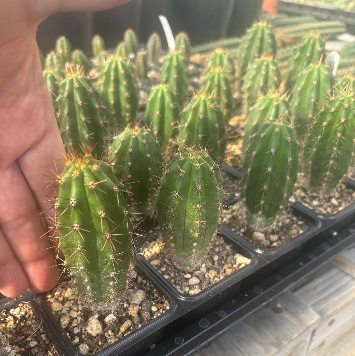 #EC259 Trichocereus Peruvianus TSSBP-OP Cactus Seedlings