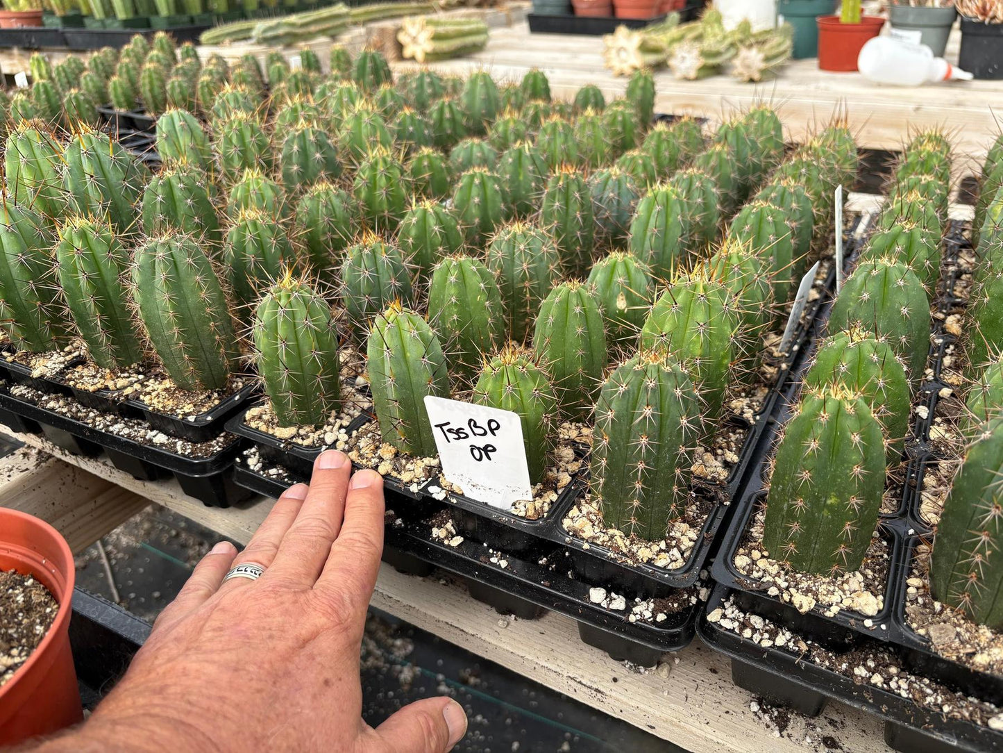 #EC259 Trichocereus Peruvianus TSSBP-OP Cactus Seedlings