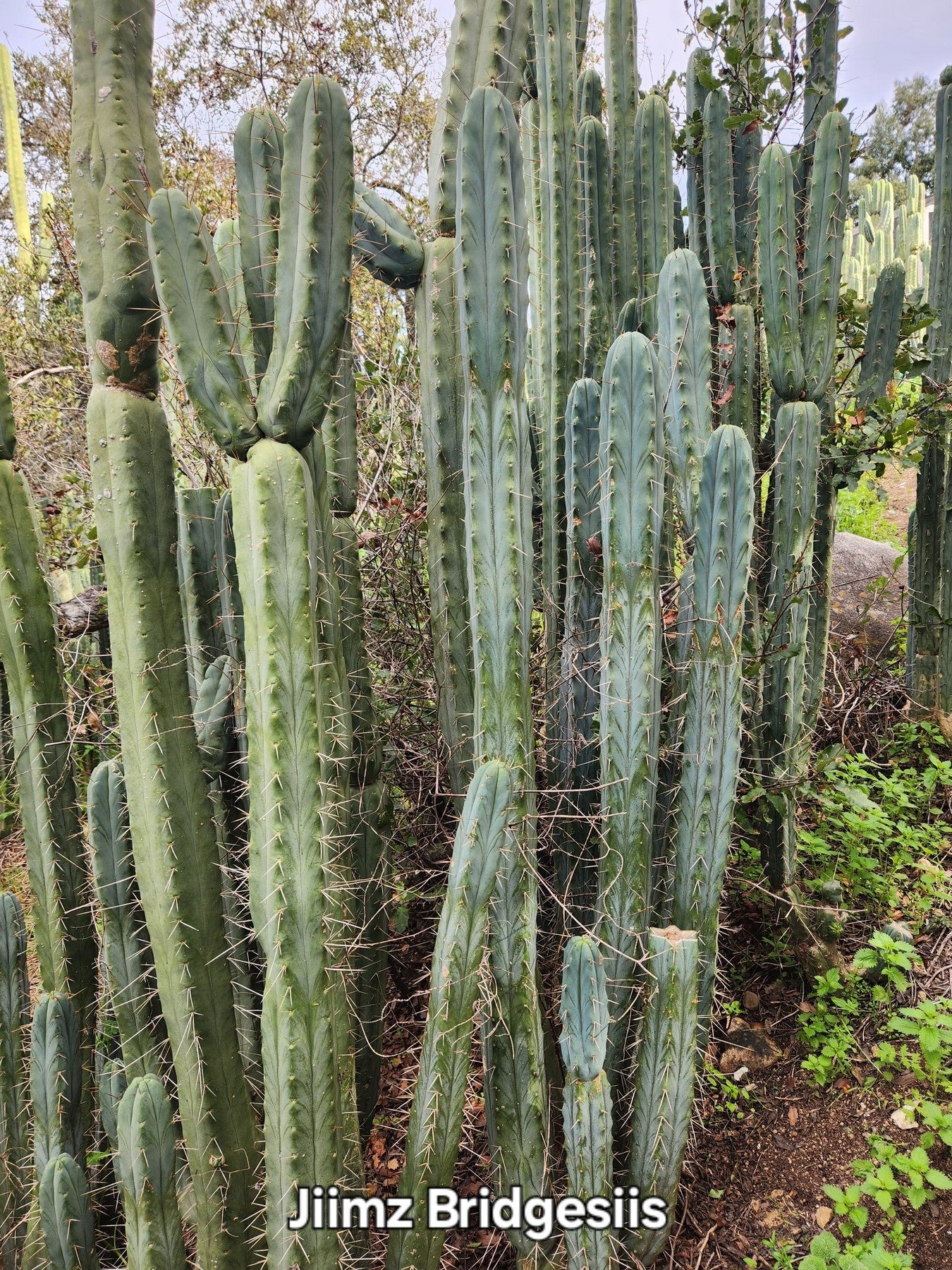 #EC26 EXACT Trichocereus Bridgesii Jiimz Cactus CUTTINGS various sizes