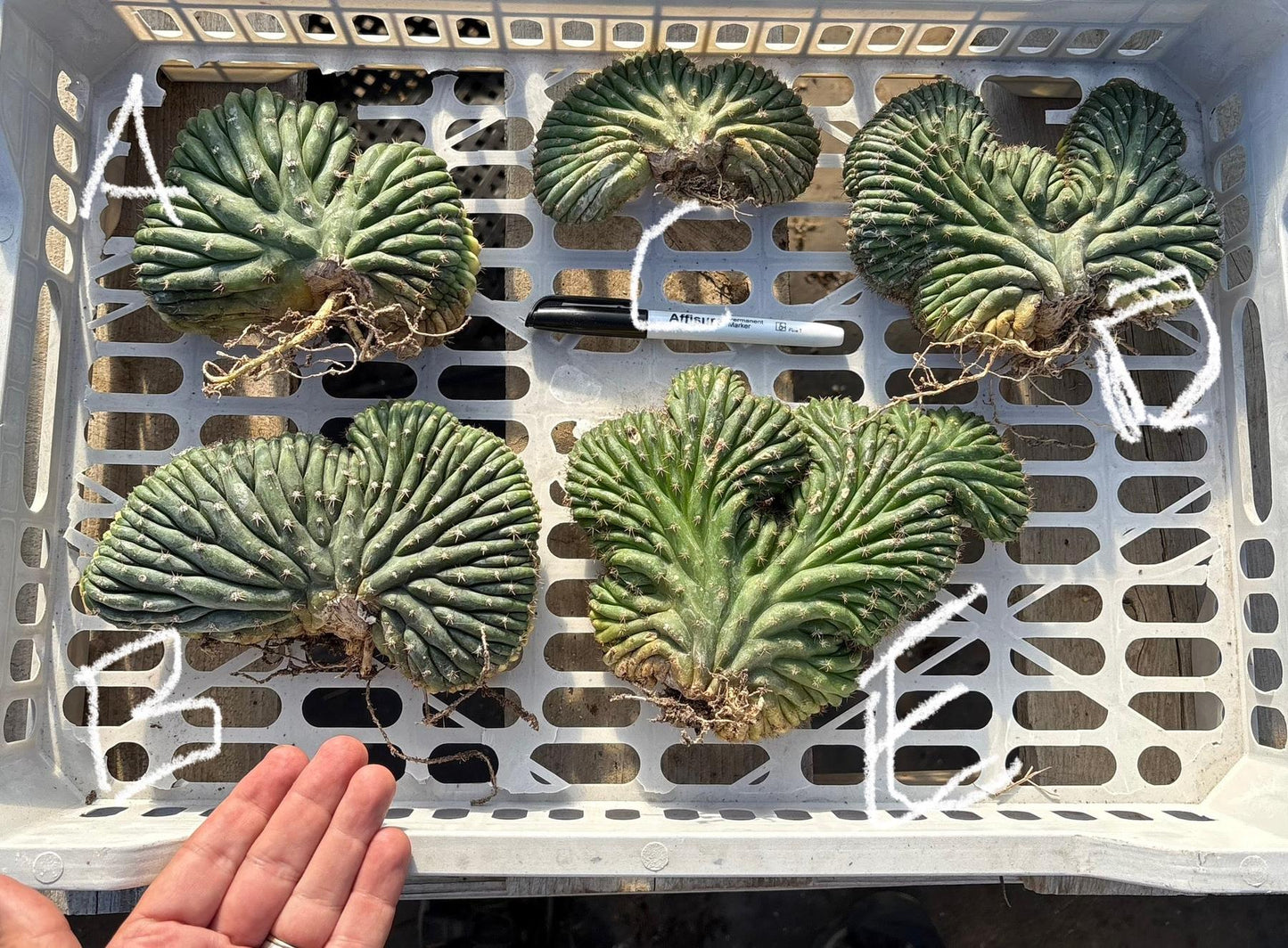 #EC260 EXACT Trichocereus Pachanoi Variegated & Crested Cactus BareRoot