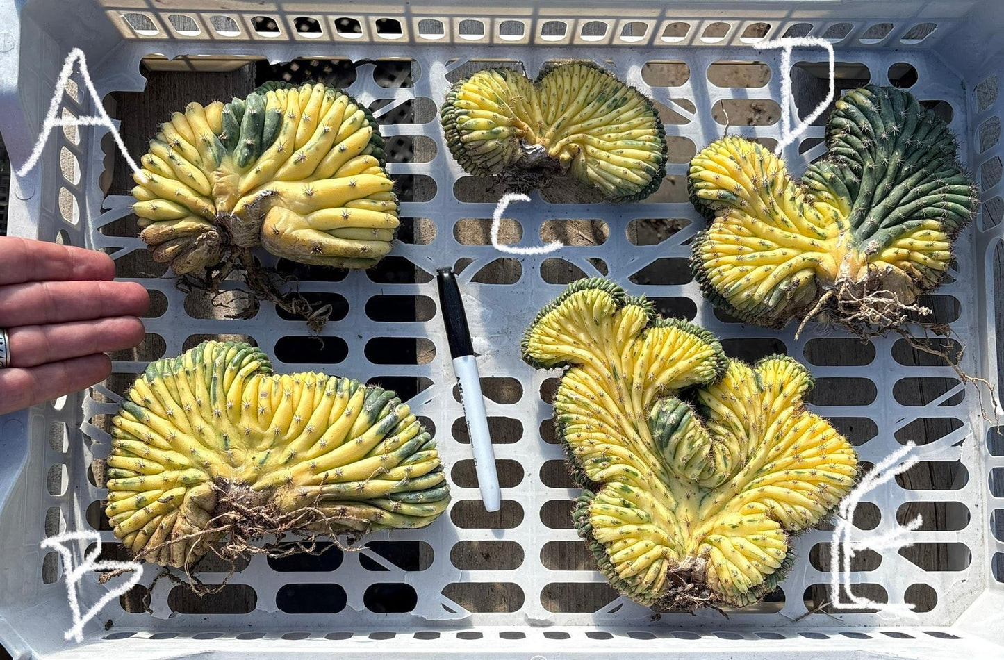 #EC260 EXACT Trichocereus Pachanoi Variegated & Crested Cactus BareRoot