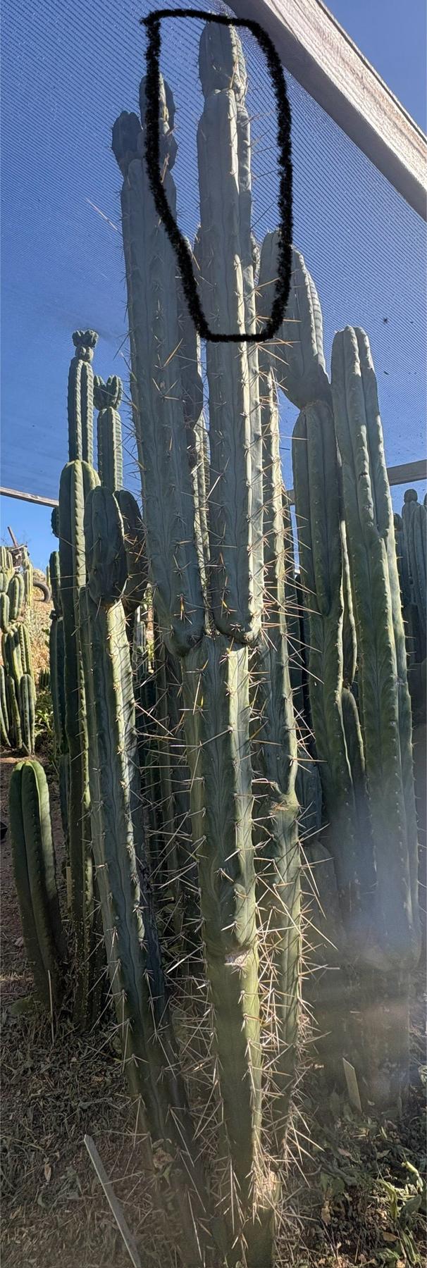 #EC261 Trichocereus Peruvianus X Bridgesii “Swerve” Cactus Cutting 8-10”
