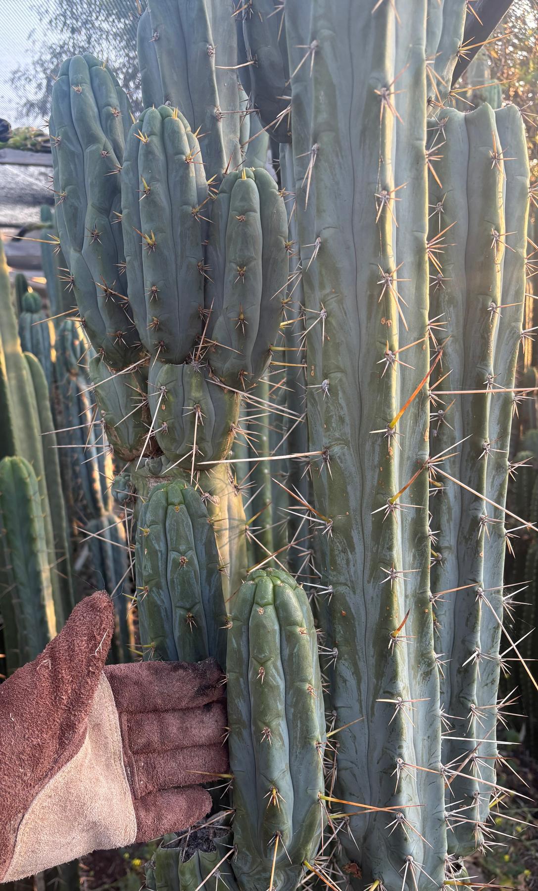 #EC261 Trichocereus Peruvianus X Bridgesii “Swerve” Cactus Cutting 8-10”