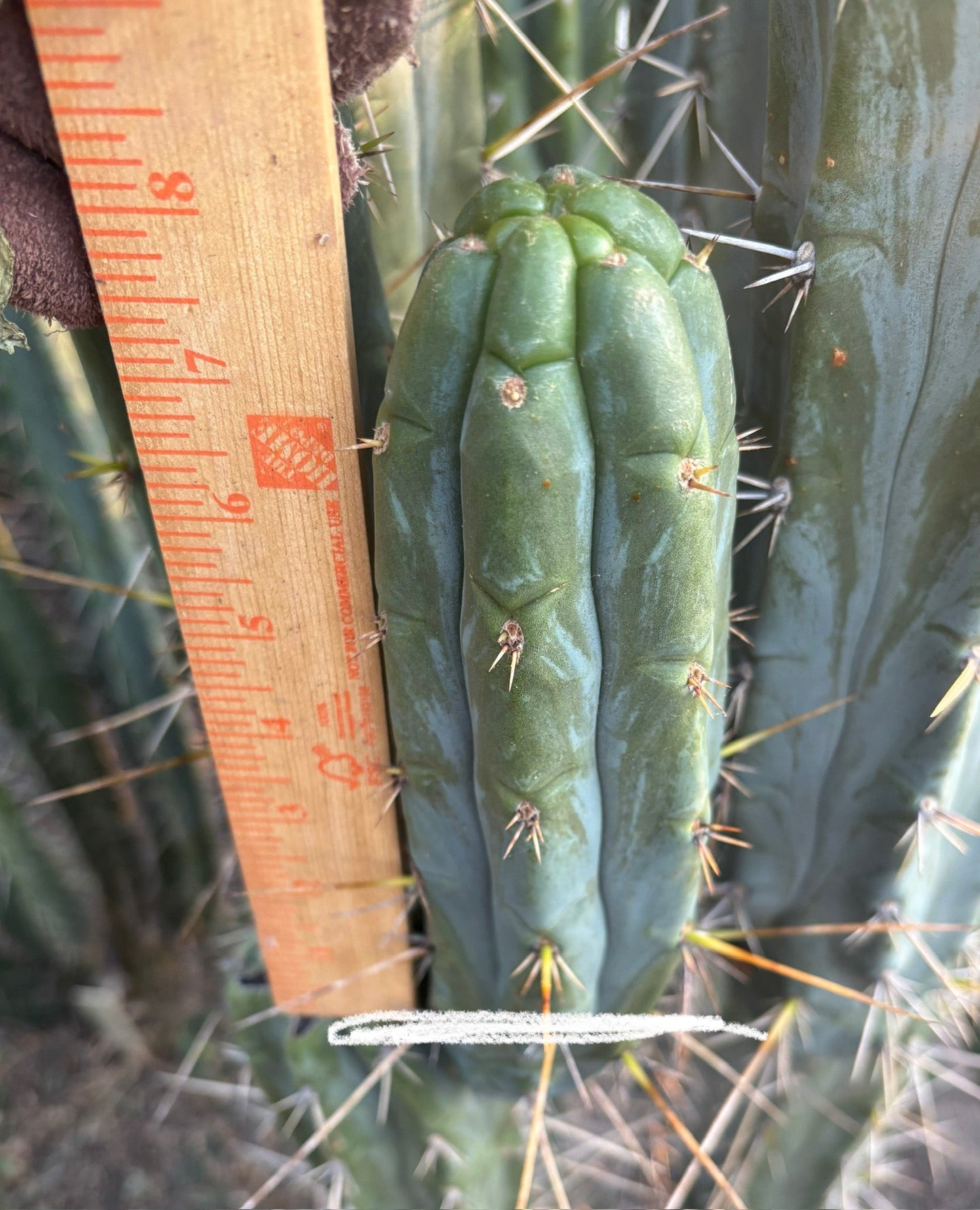 #EC261 Trichocereus Peruvianus X Bridgesii “Swerve” Cactus Cutting 8-10”