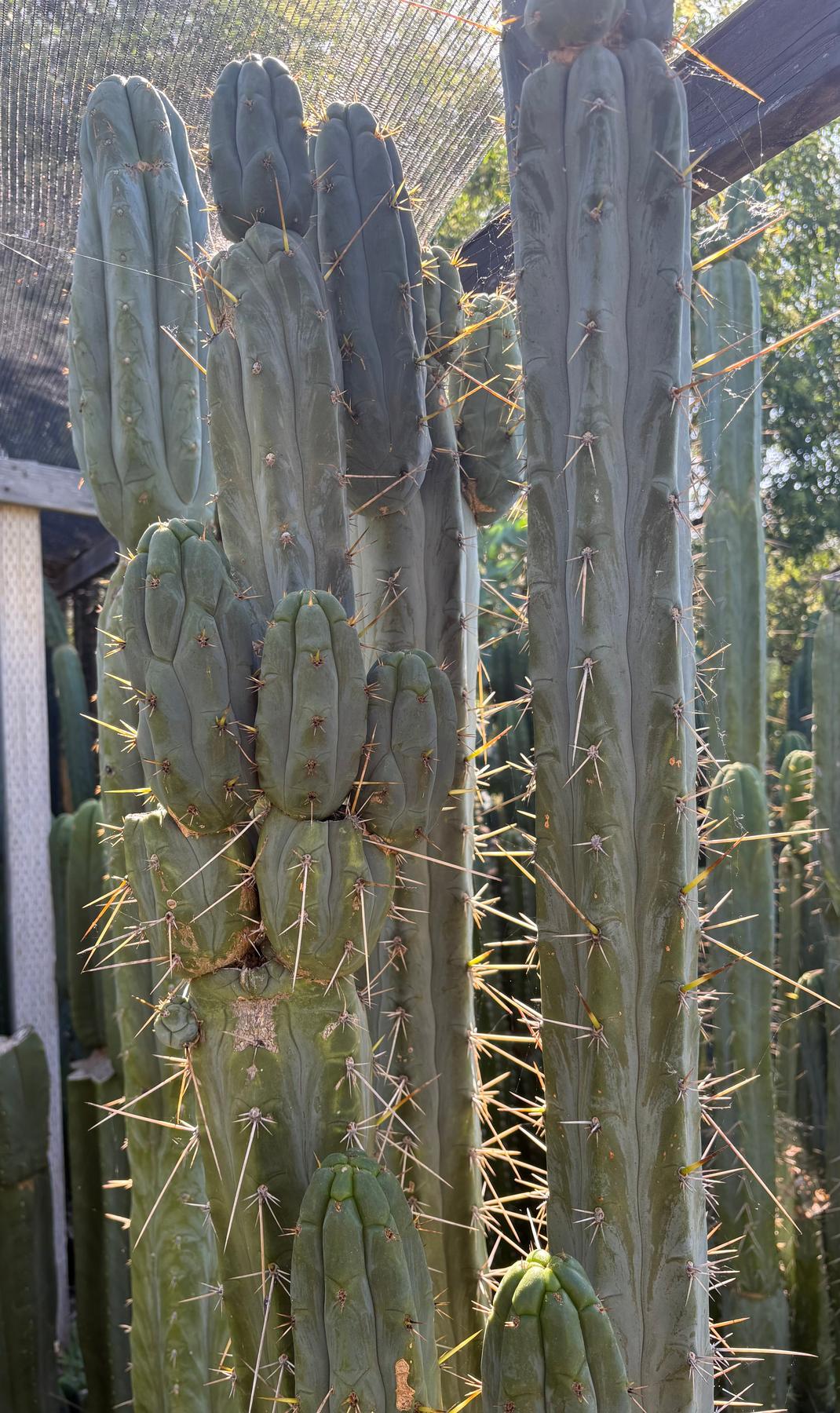 #EC261 Trichocereus Peruvianus X Bridgesii “Swerve” Cactus Cutting 8-10”