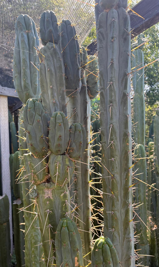 #EC261 Trichocereus Peruvianus X Bridgesii “Swerve” Cactus Cutting 8-10”