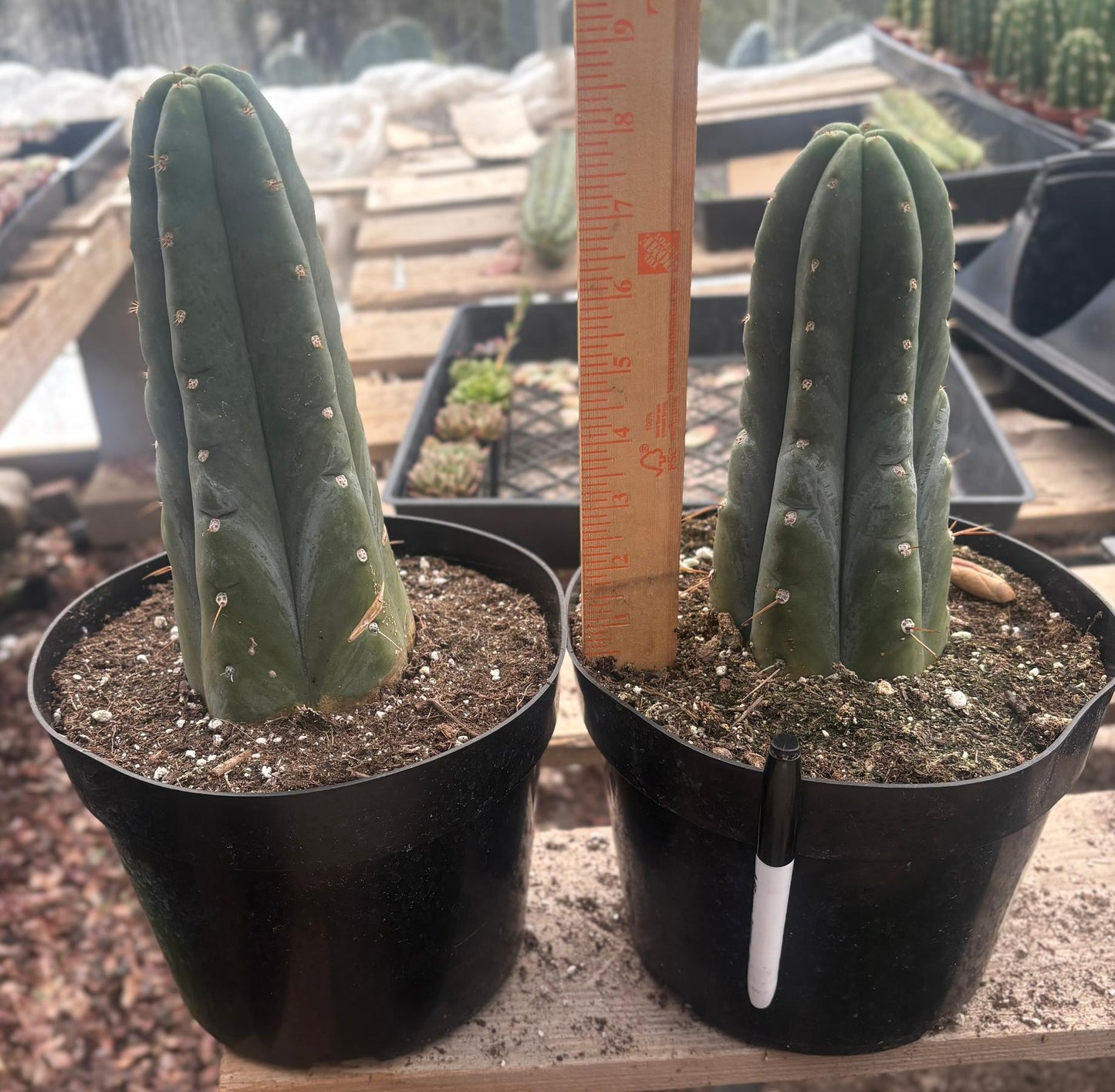#EC262 EXACT Trichocereus Huan Depot aka Huanucoensis 8” potted
