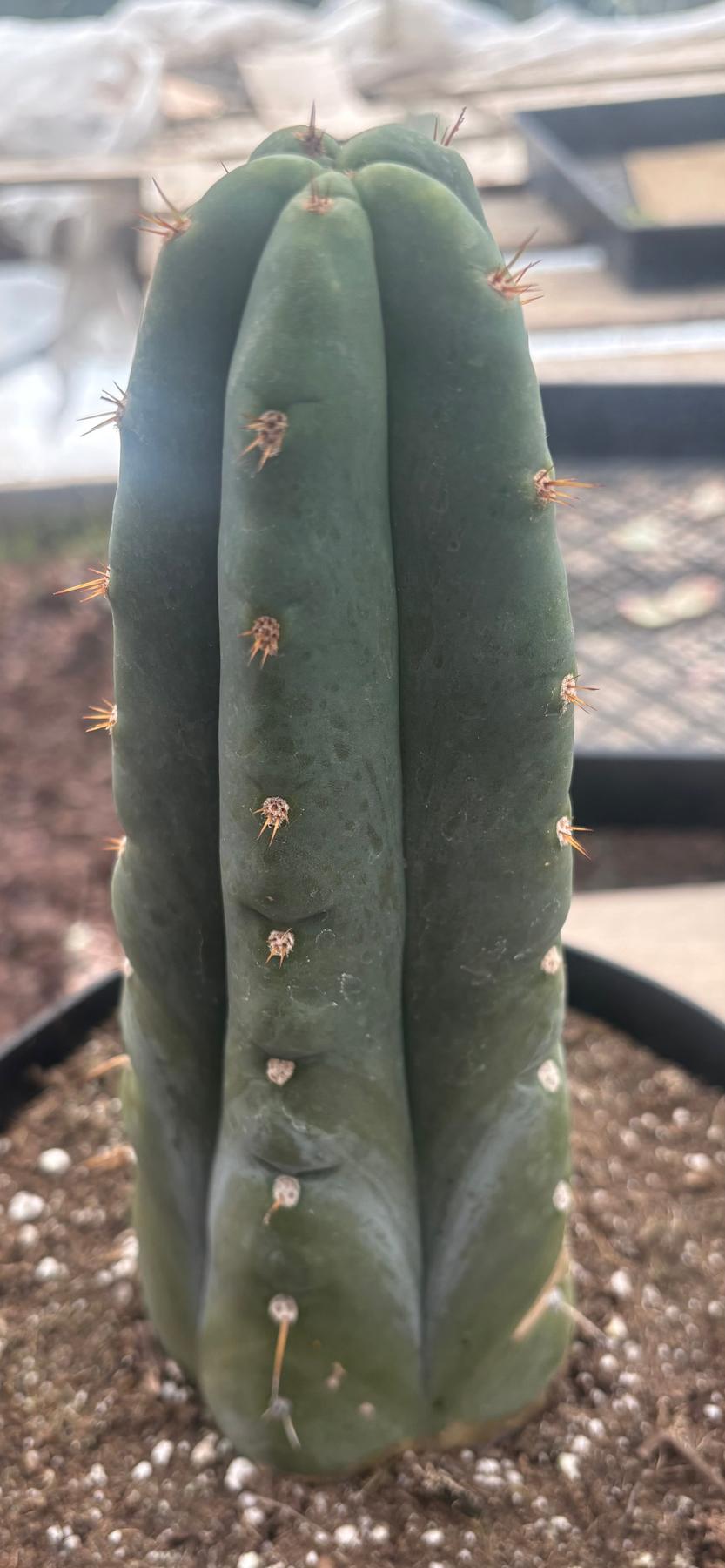 #EC262 EXACT Trichocereus Huan Depot aka Huanucoensis 8” potted