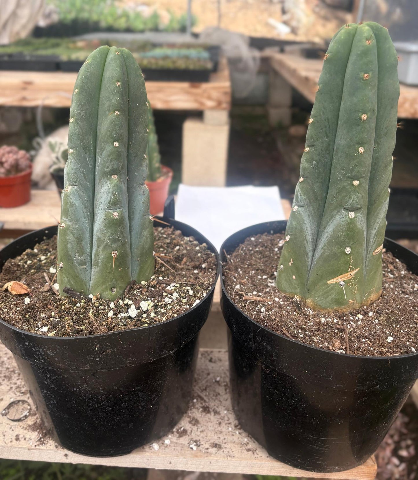 #EC262 EXACT Trichocereus Huan Depot aka Huanucoensis 8” potted