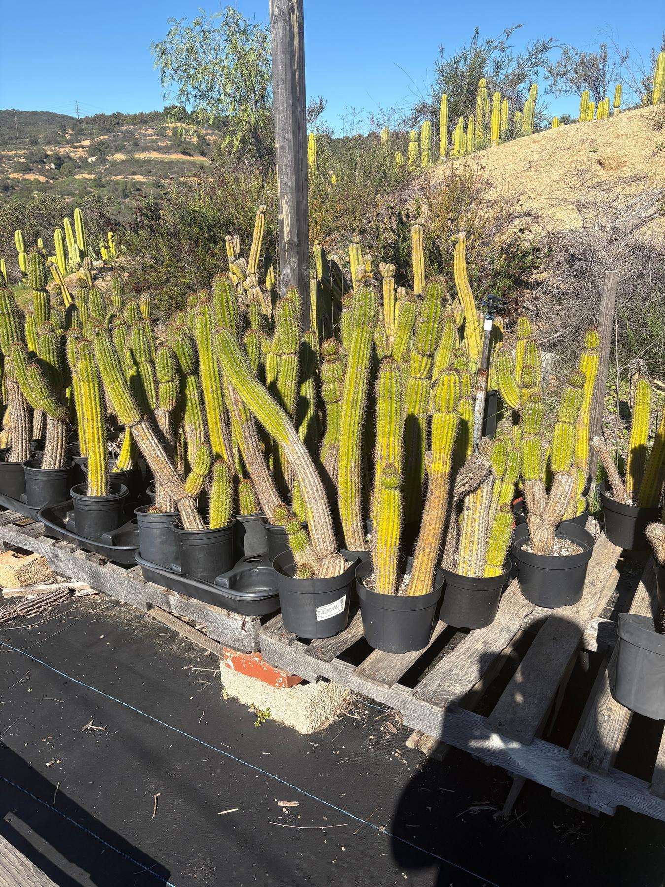 #EC27 EXACT Trichocereus Spacianus Golden Torch Cactus Potted w 30”+