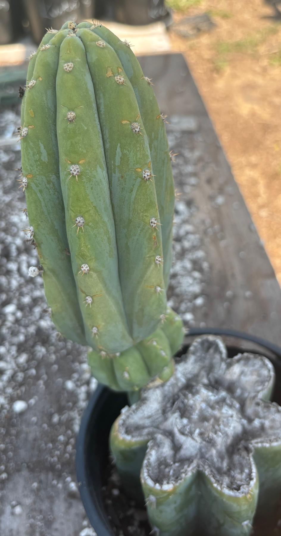 #EC282 EXACT Trichocereus Pachanoi JS444 Cactus 12.5"