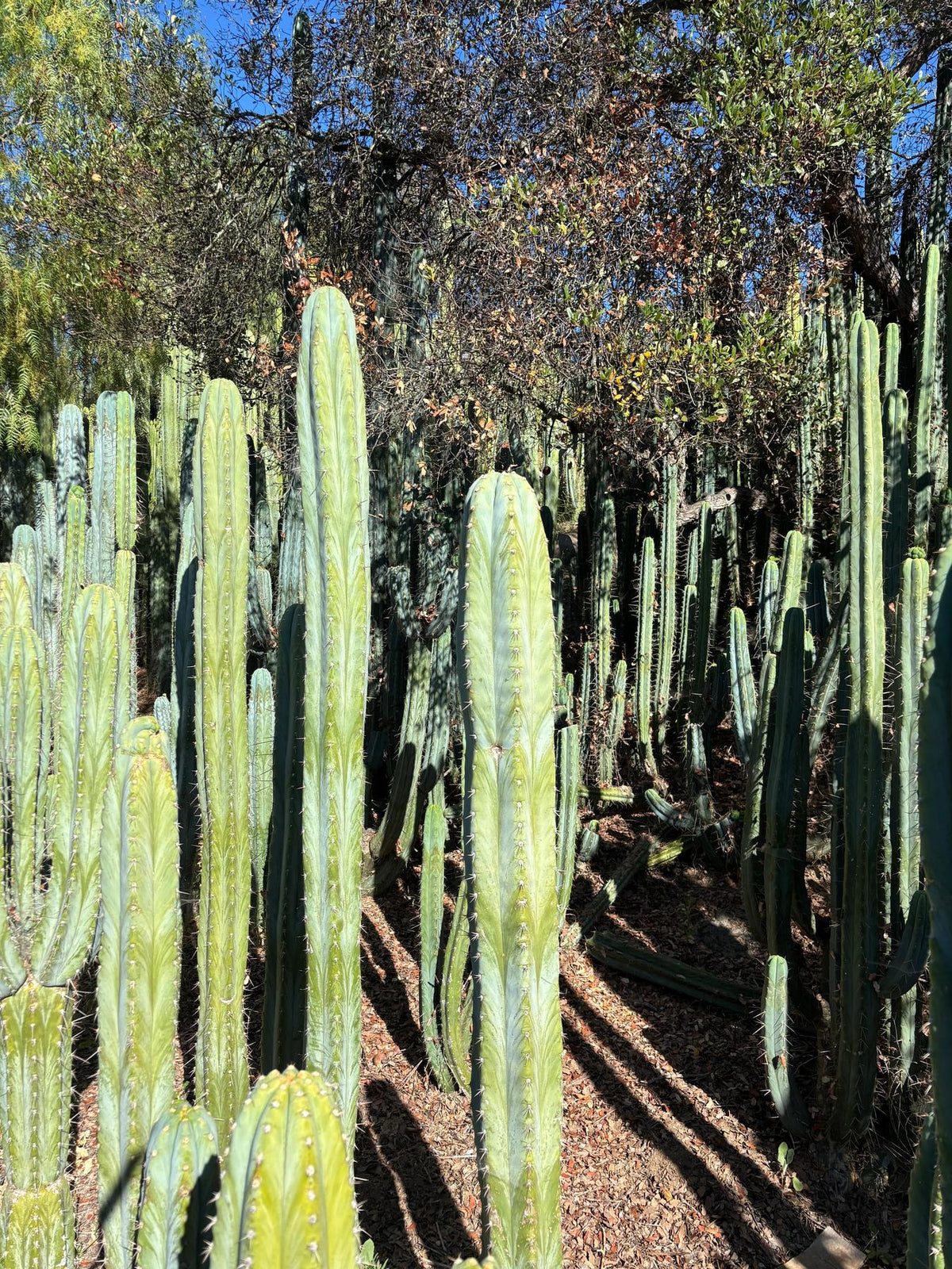 #EC287 EXACT Trichocereus Peruvianus TSSBP Peru Cactus Giant  4’ CUTTING 48”