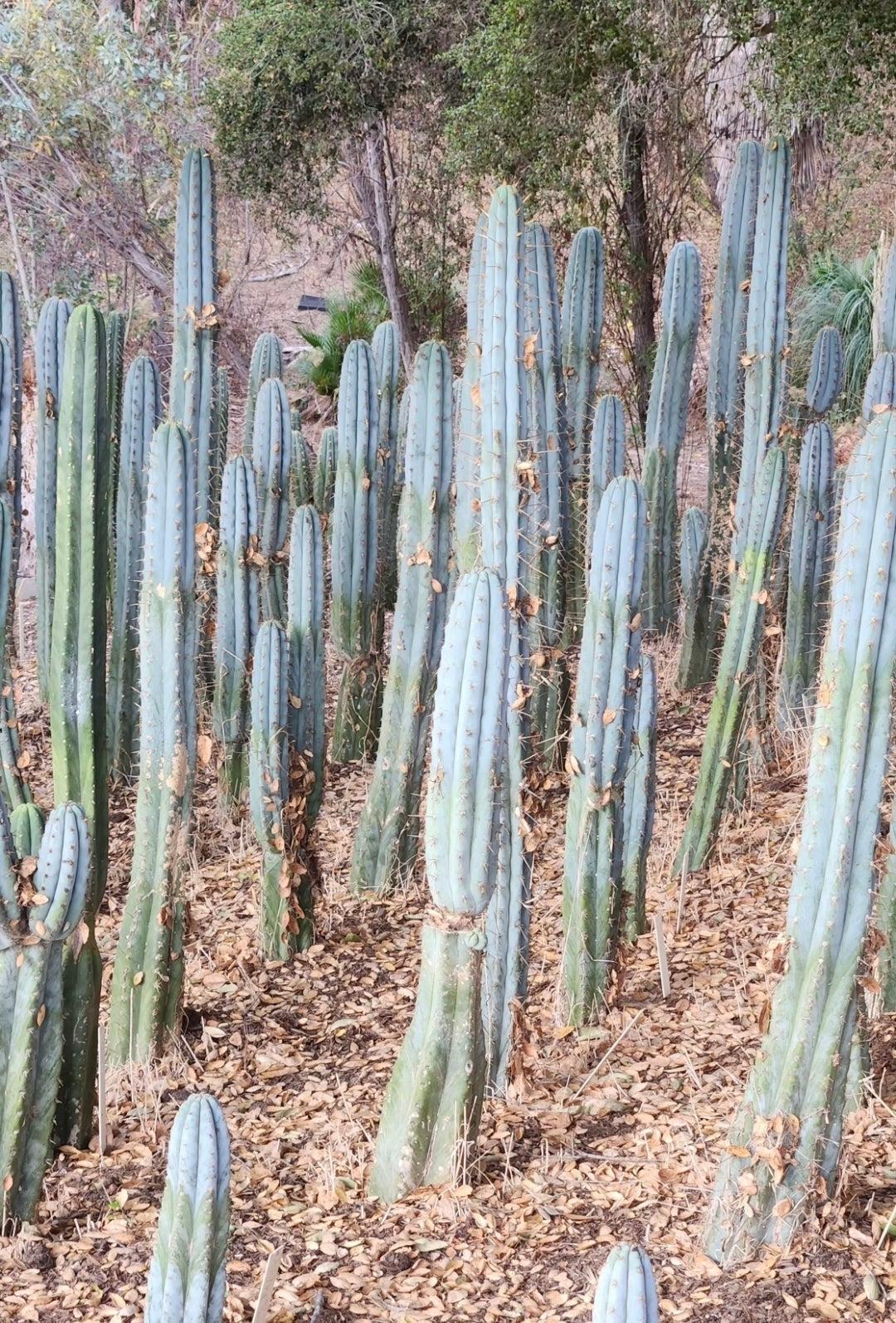 #EC287 EXACT Trichocereus Peruvianus TSSBP Peru Cactus Giant  4’ CUTTING 48”