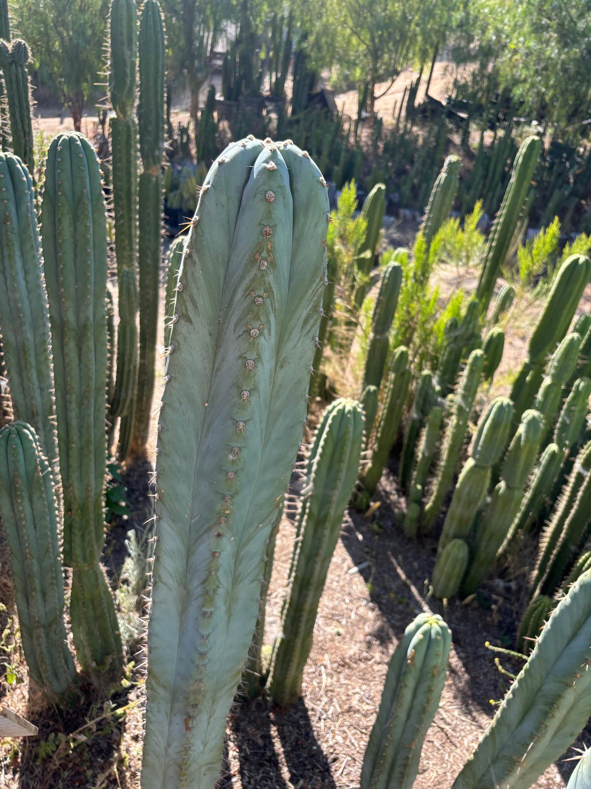 #EC287 EXACT Trichocereus Peruvianus TSSBP Peru Cactus Giant  4’ CUTTING 48”