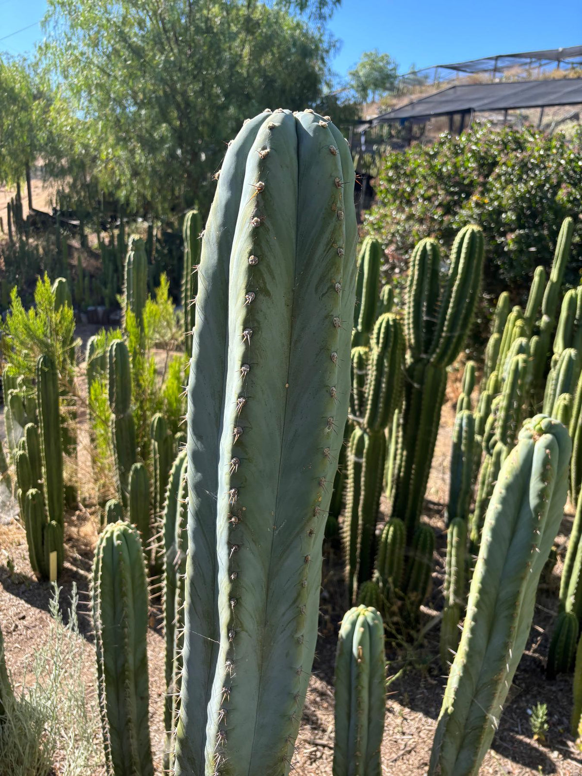#EC287 EXACT Trichocereus Peruvianus TSSBP Peru Cactus Giant  4’ CUTTING 48”