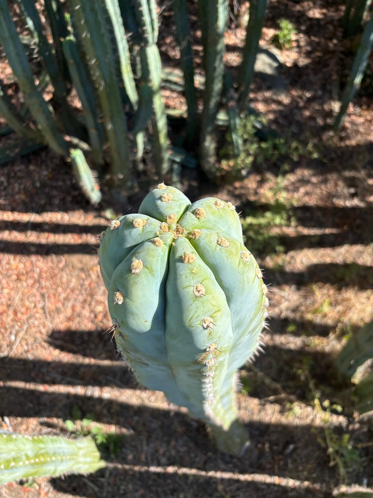 #EC287 EXACT Trichocereus Peruvianus TSSBP Peru Cactus Giant  4’ CUTTING 48”