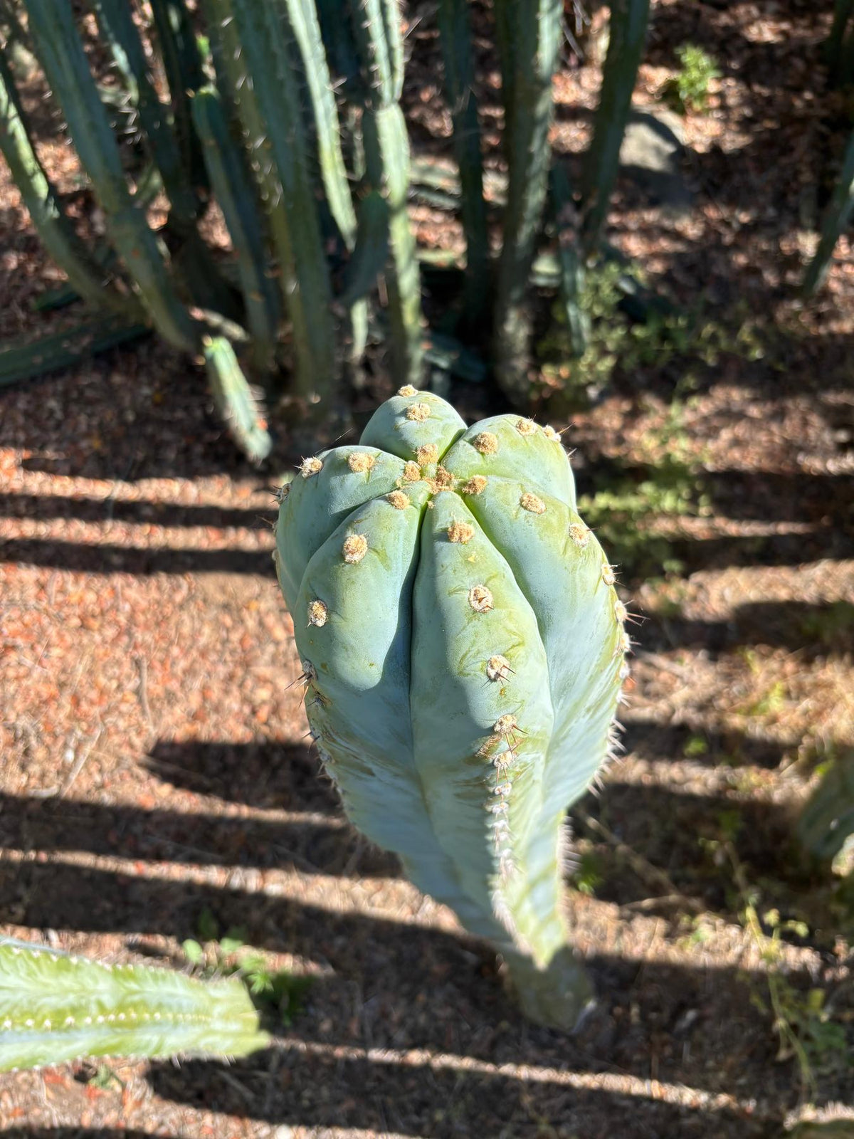 #EC287 EXACT Trichocereus Peruvianus TSSBP Peru Cactus Giant  4’ CUTTING 48”