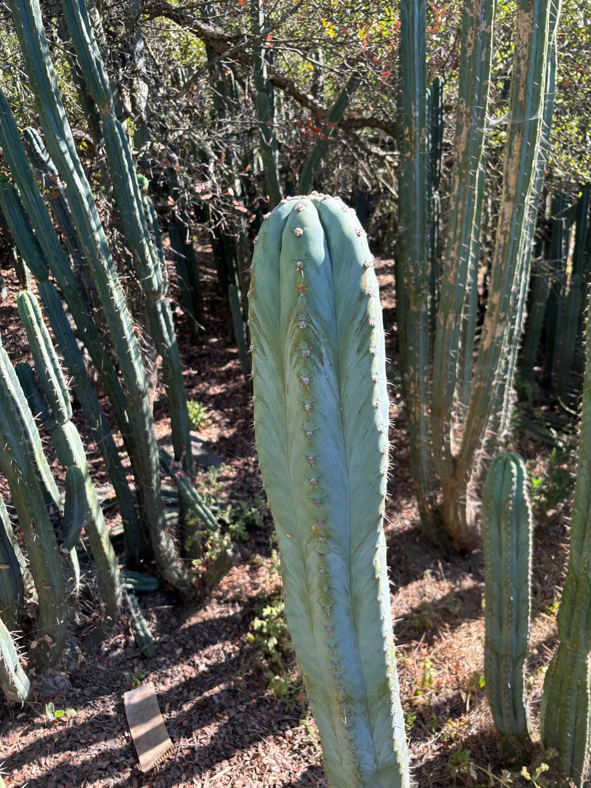 #EC287 EXACT Trichocereus Peruvianus TSSBP Peru Cactus Giant  4’ CUTTING 48”
