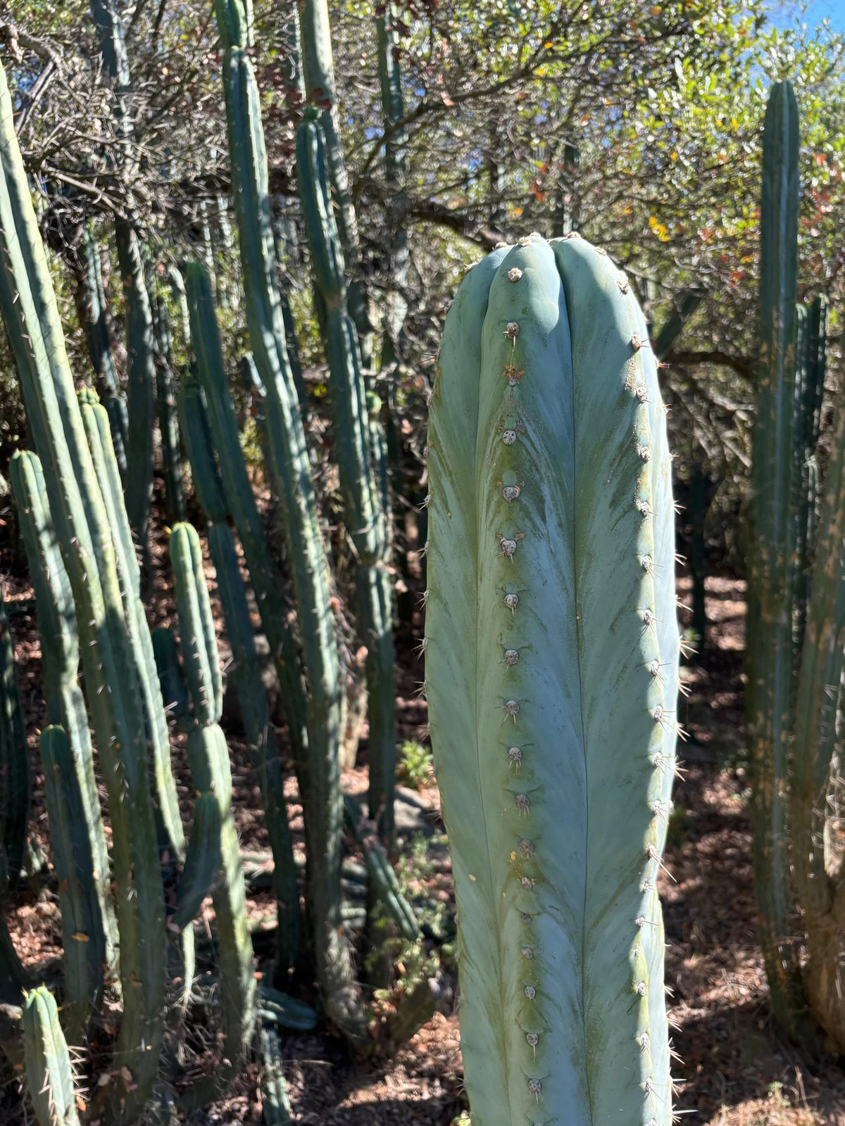 #EC287 EXACT Trichocereus Peruvianus TSSBP Peru Cactus Giant  4’ CUTTING 48”