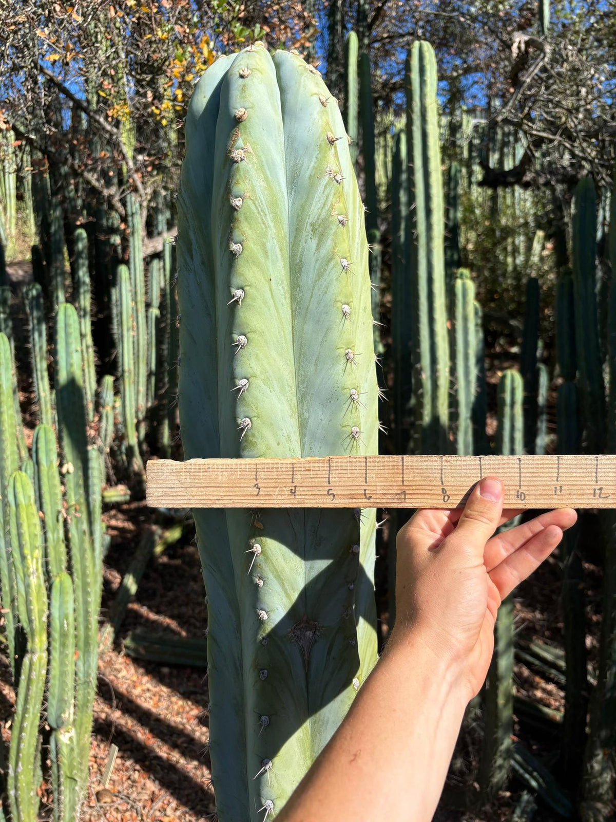 #EC287 EXACT Trichocereus Peruvianus TSSBP Peru Cactus Giant  4’ CUTTING 48”