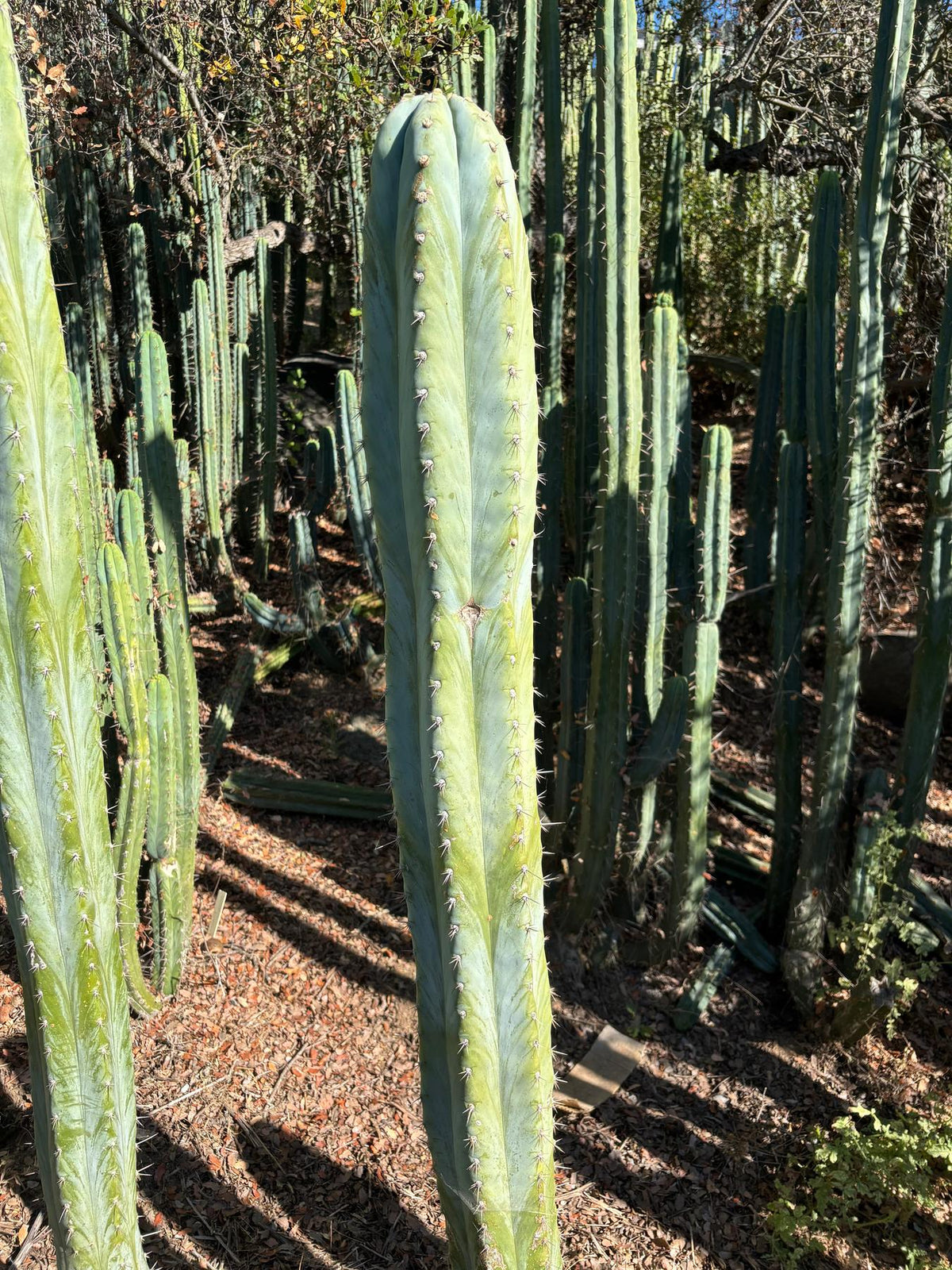 #EC287 EXACT Trichocereus Peruvianus TSSBP Peru Cactus Giant  4’ CUTTING 48”