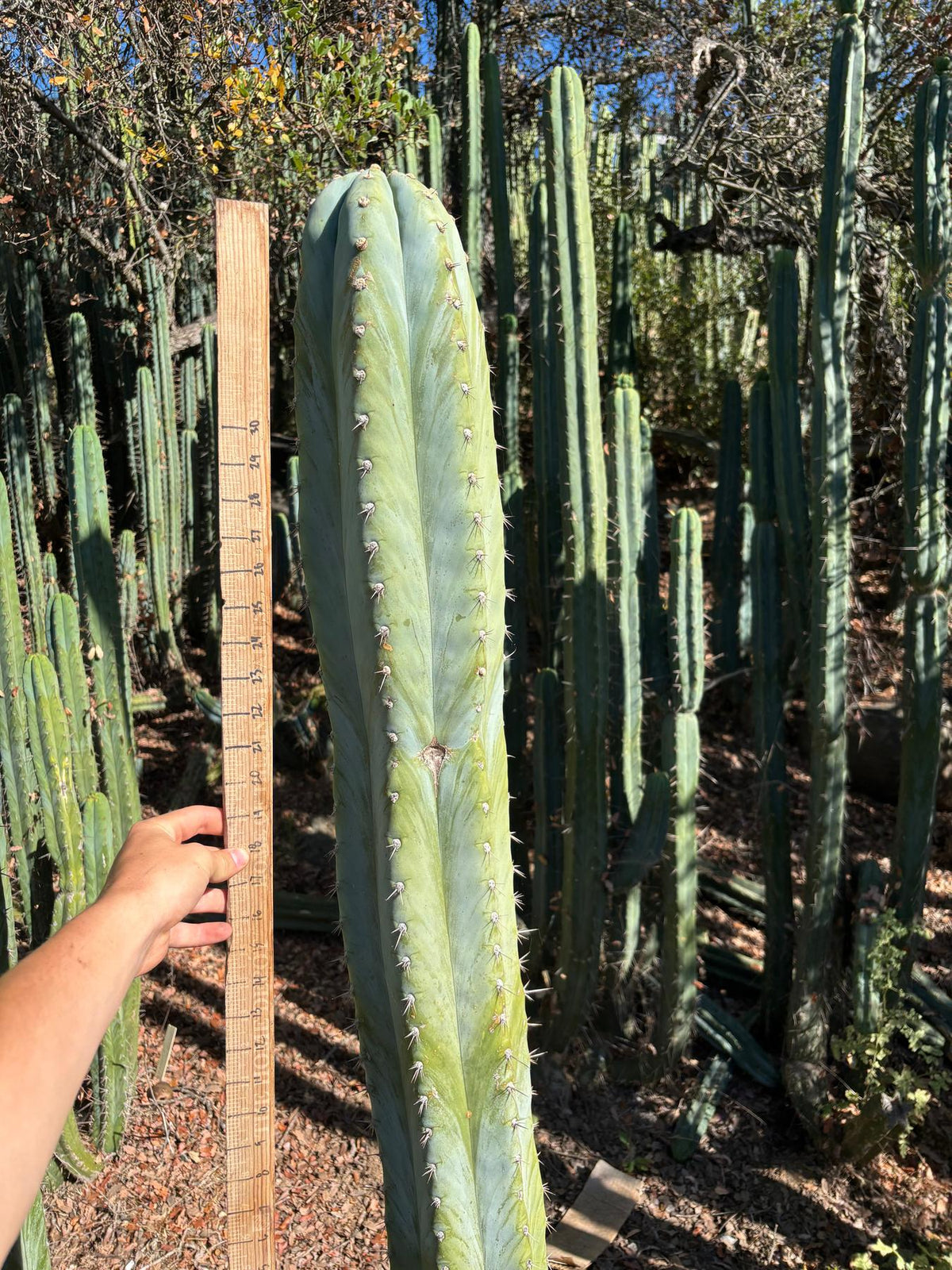 #EC287 EXACT Trichocereus Peruvianus TSSBP Peru Cactus Giant  4’ CUTTING 48”