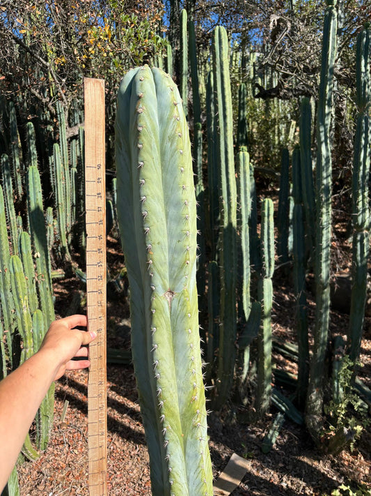 #EC287 EXACT Trichocereus Peruvianus TSSBP Peru Cactus Giant  4’ CUTTING 48”