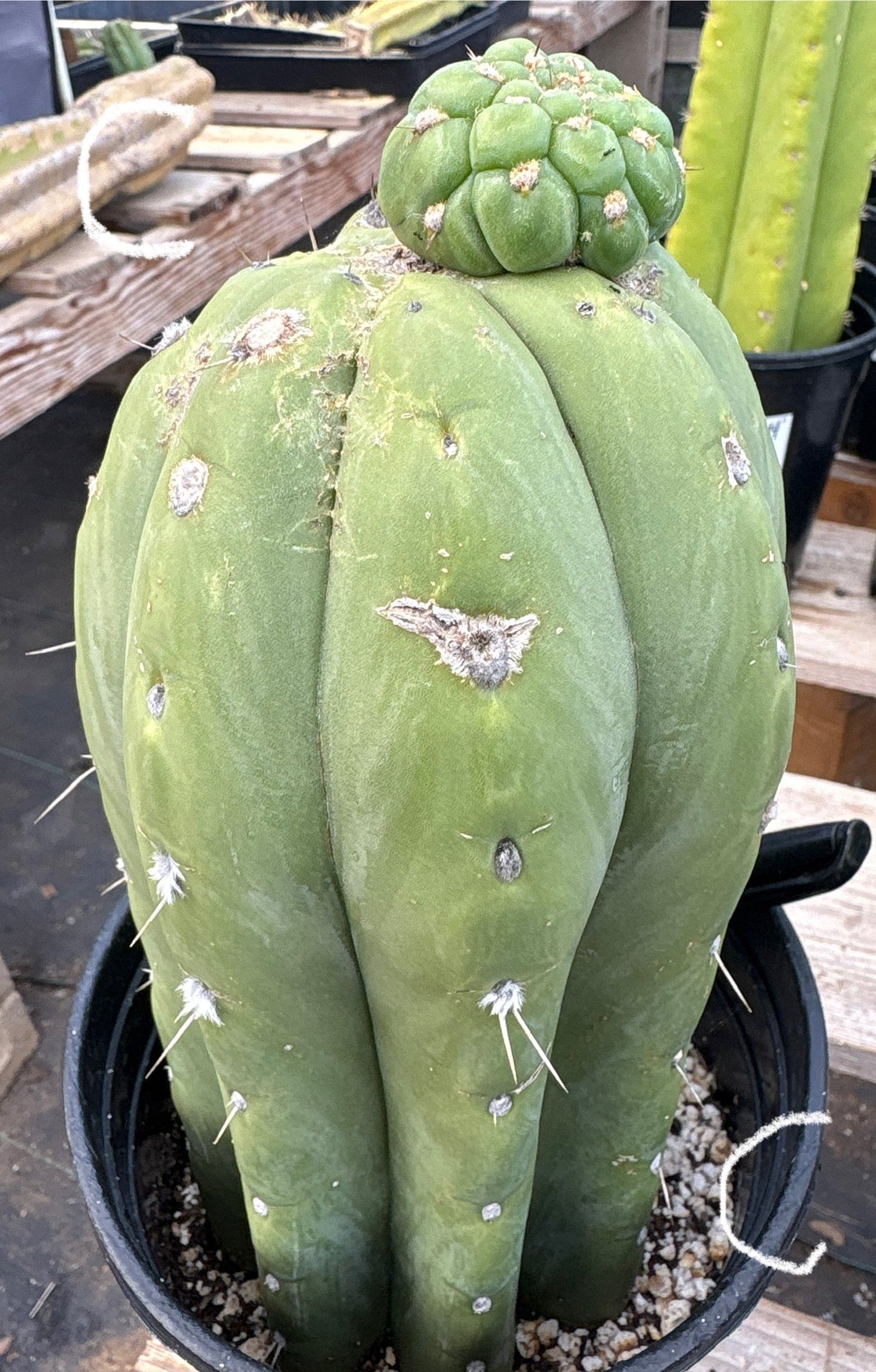 #EC296 EXACT Trichocereus Pachanoi Nuestra Bonita San Pedro Cactus Potted A-D
