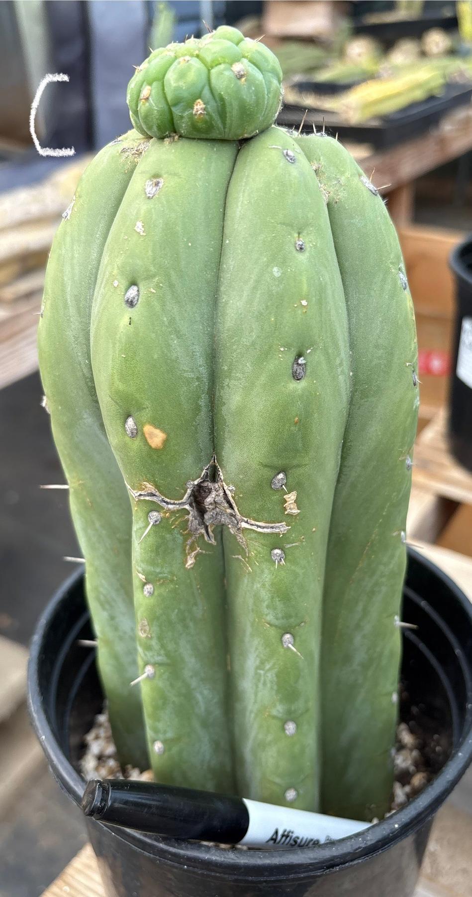 #EC296 EXACT Trichocereus Pachanoi Nuestra Bonita San Pedro Cactus Potted A-D