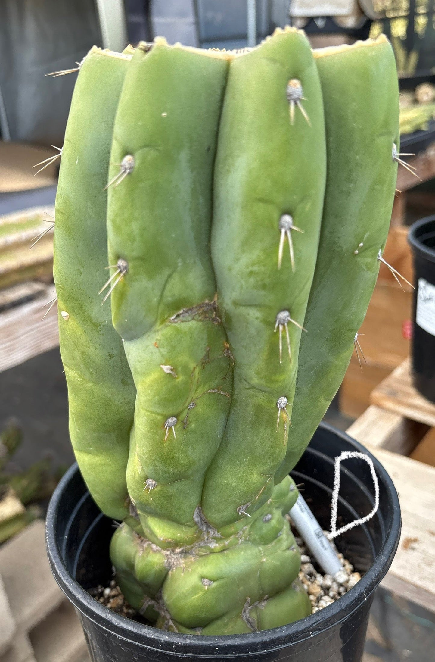#EC296 EXACT Trichocereus Pachanoi Nuestra Bonita San Pedro Cactus Potted A-D