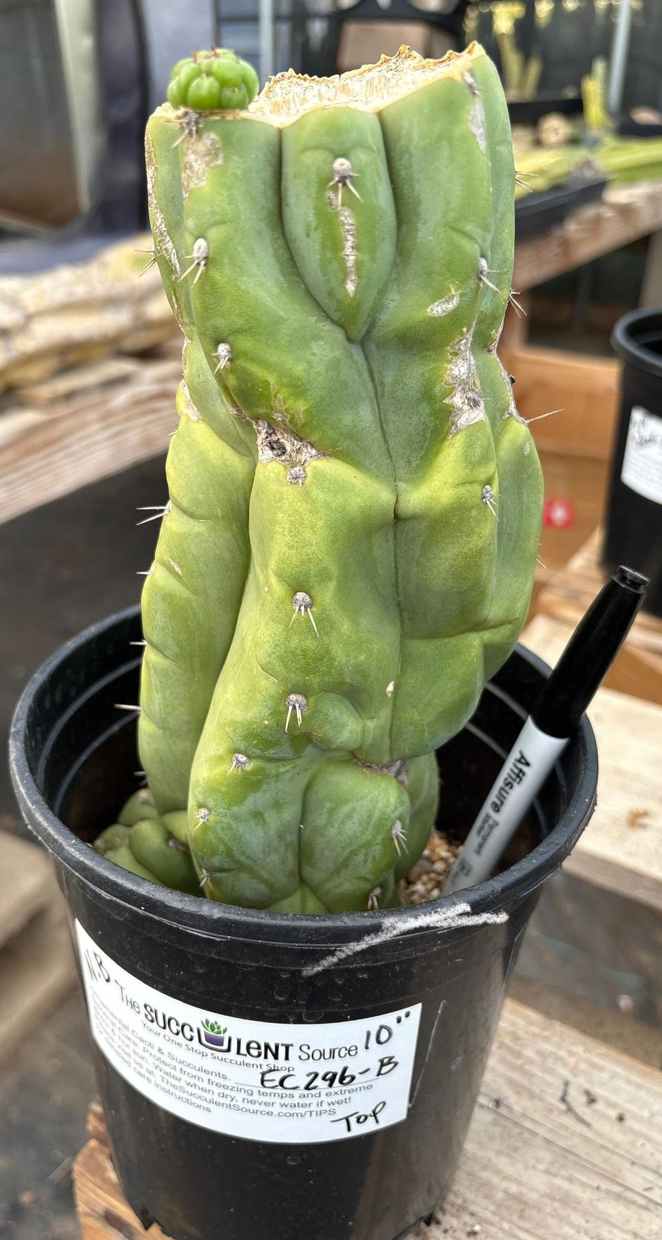 #EC296 EXACT Trichocereus Pachanoi Nuestra Bonita San Pedro Cactus Potted A-D