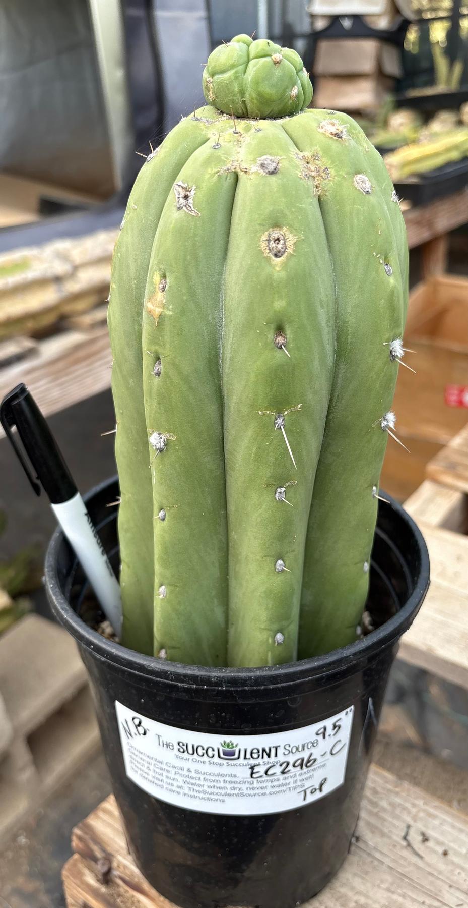 #EC296 EXACT Trichocereus Pachanoi Nuestra Bonita San Pedro Cactus Potted A-D