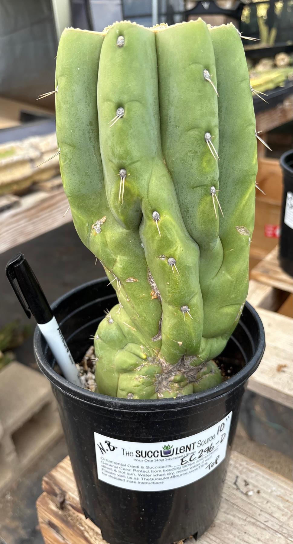#EC296 EXACT Trichocereus Pachanoi Nuestra Bonita San Pedro Cactus Potted A-D