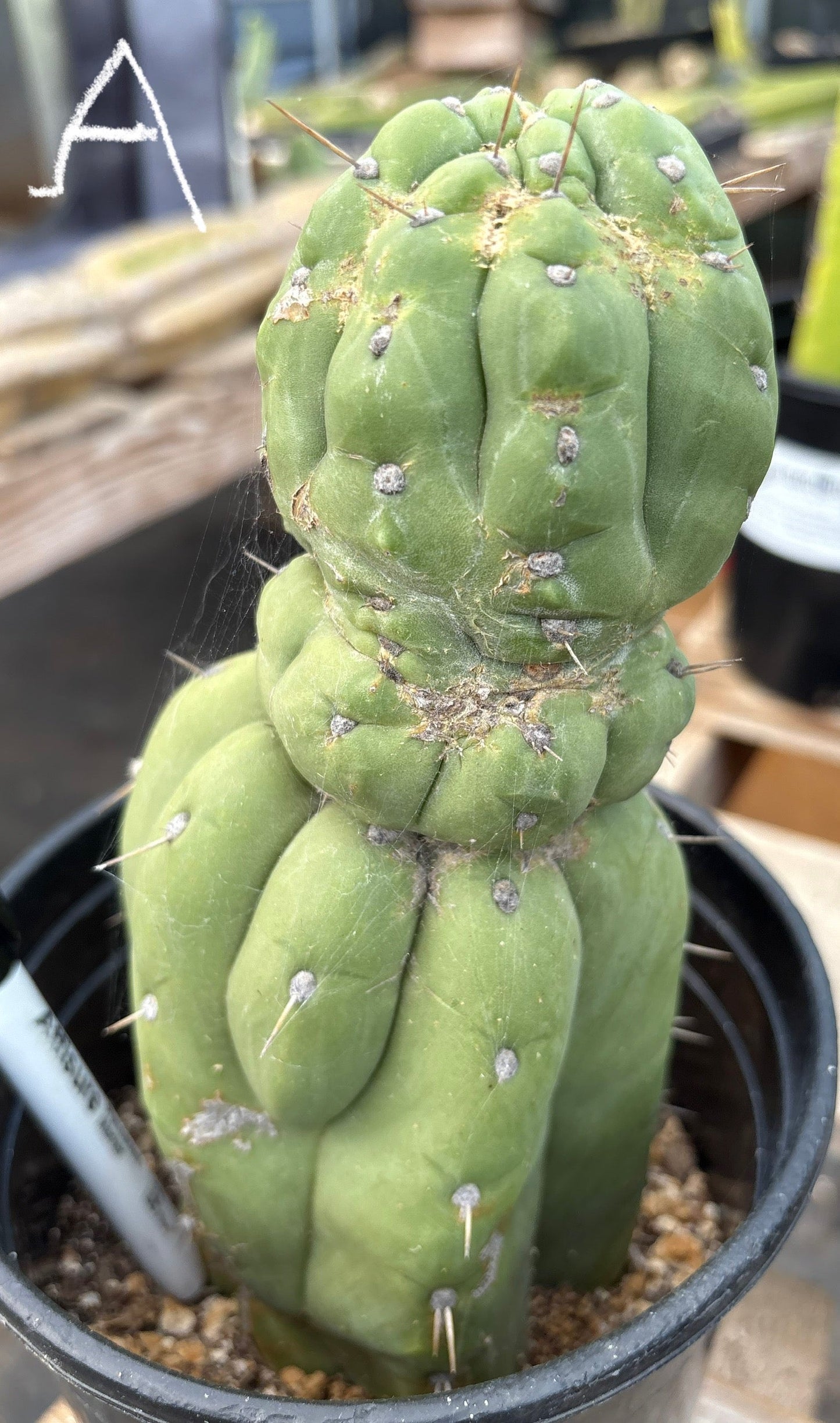 #EC296 EXACT Trichocereus Pachanoi Nuestra Bonita San Pedro Cactus Potted A-D