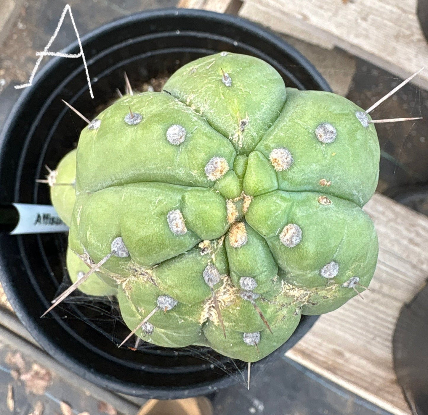 #EC296 EXACT Trichocereus Pachanoi Nuestra Bonita San Pedro Cactus Potted A-D