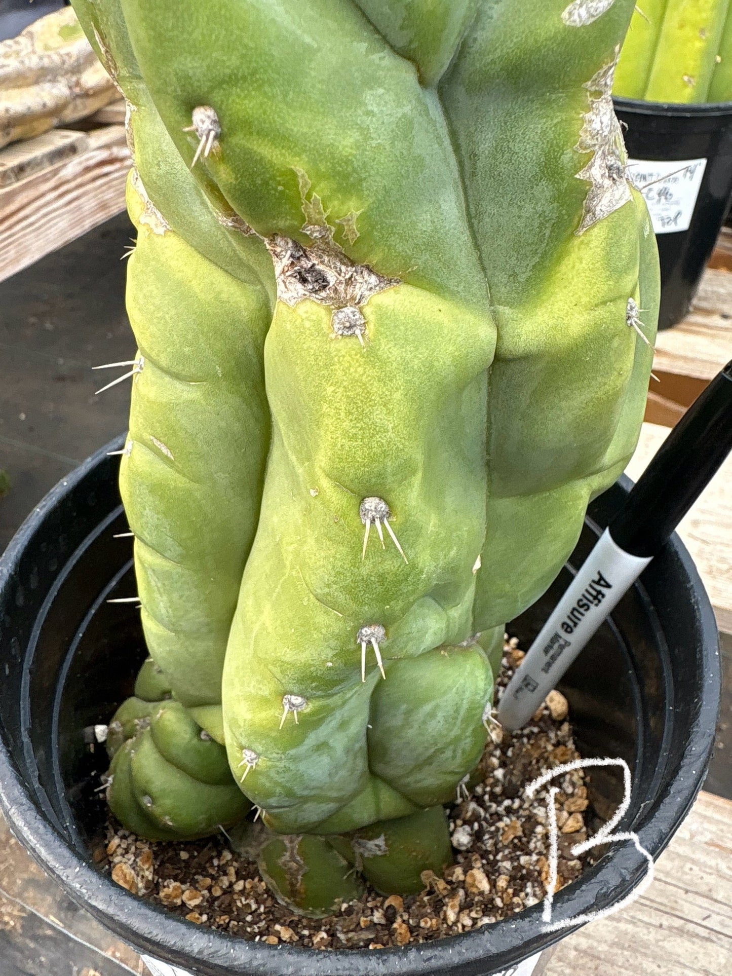 #EC296 EXACT Trichocereus Pachanoi Nuestra Bonita San Pedro Cactus Potted A-D