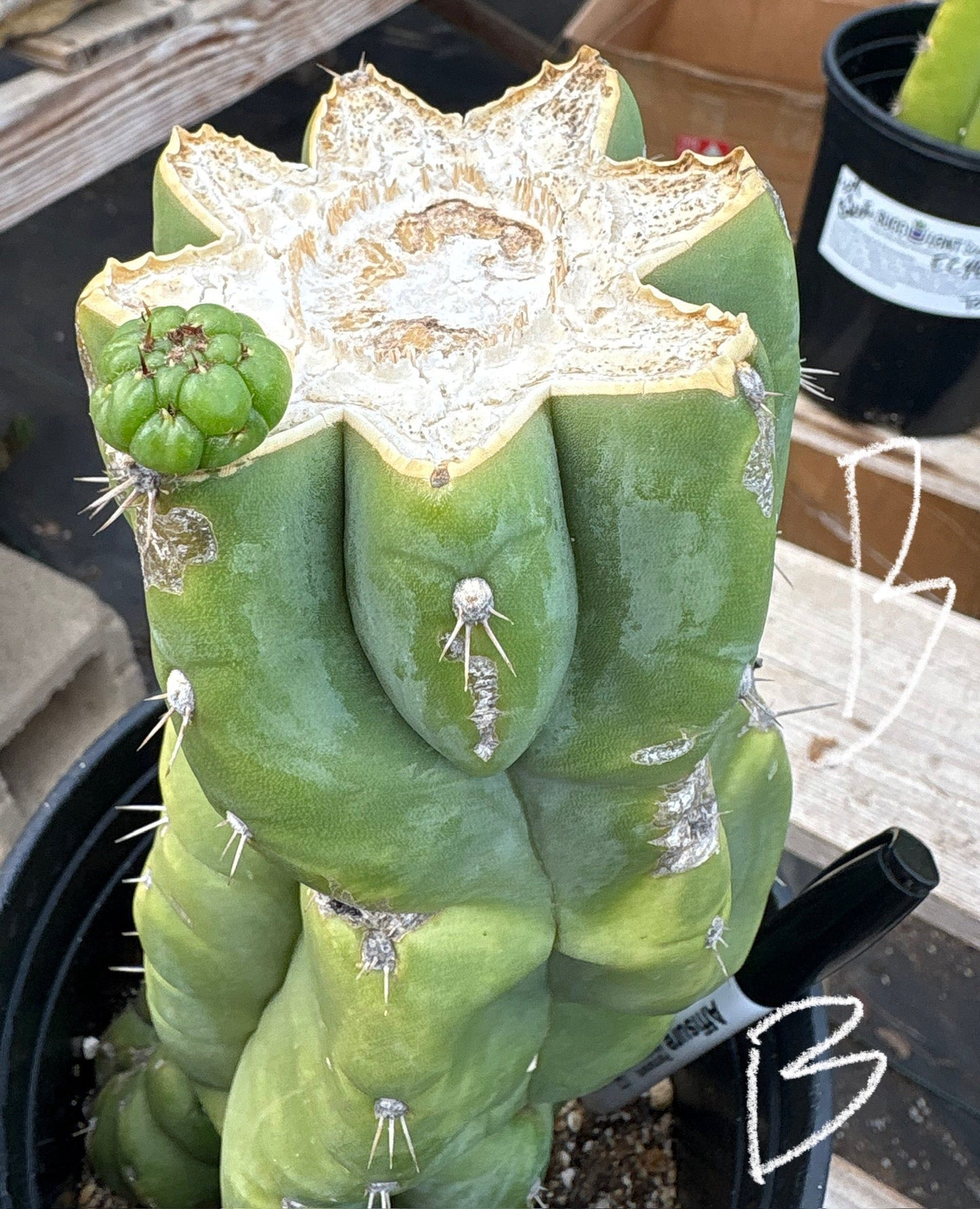 #EC296 EXACT Trichocereus Pachanoi Nuestra Bonita San Pedro Cactus Potted A-D
