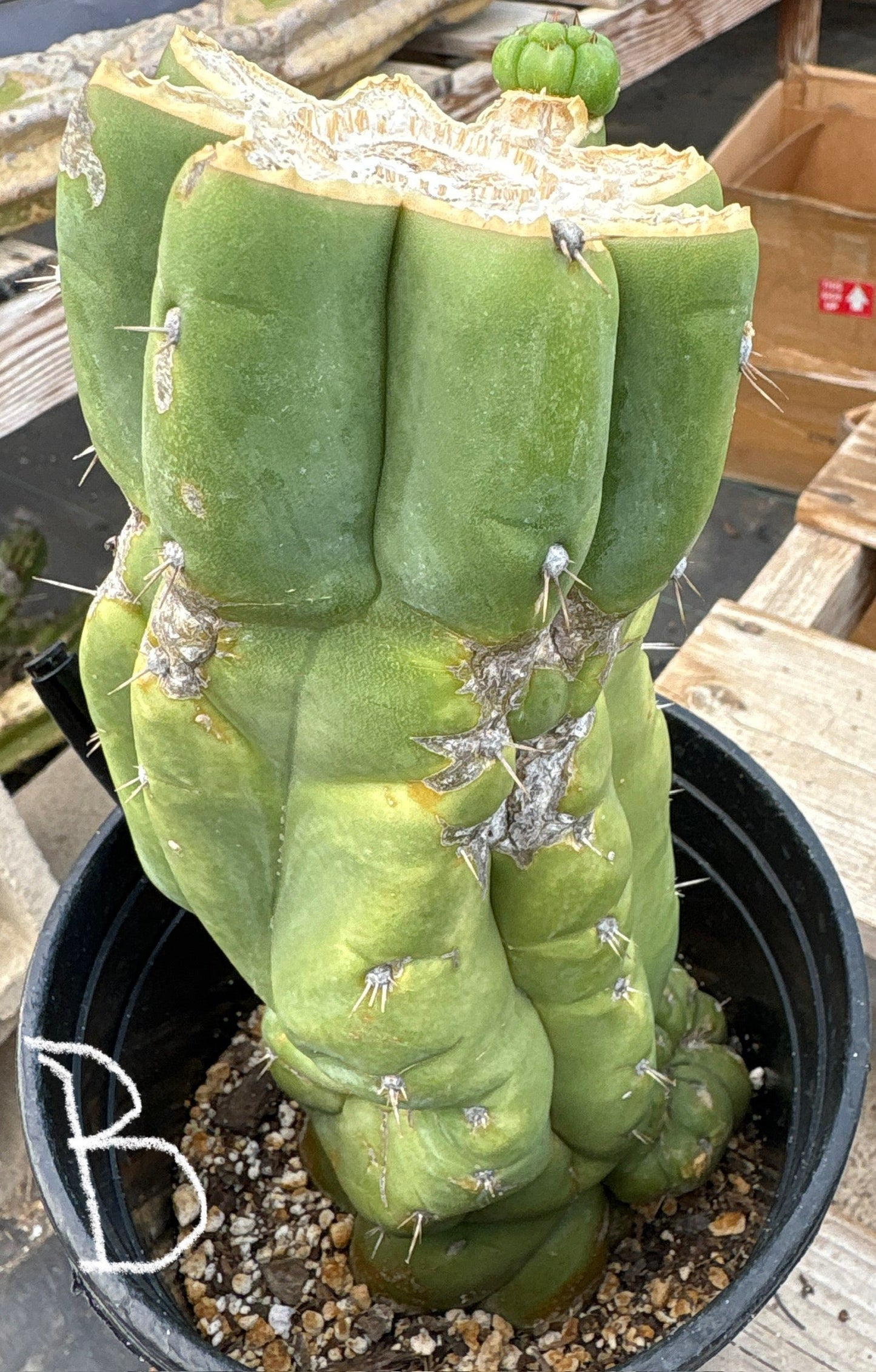 #EC296 EXACT Trichocereus Pachanoi Nuestra Bonita San Pedro Cactus Potted A-D