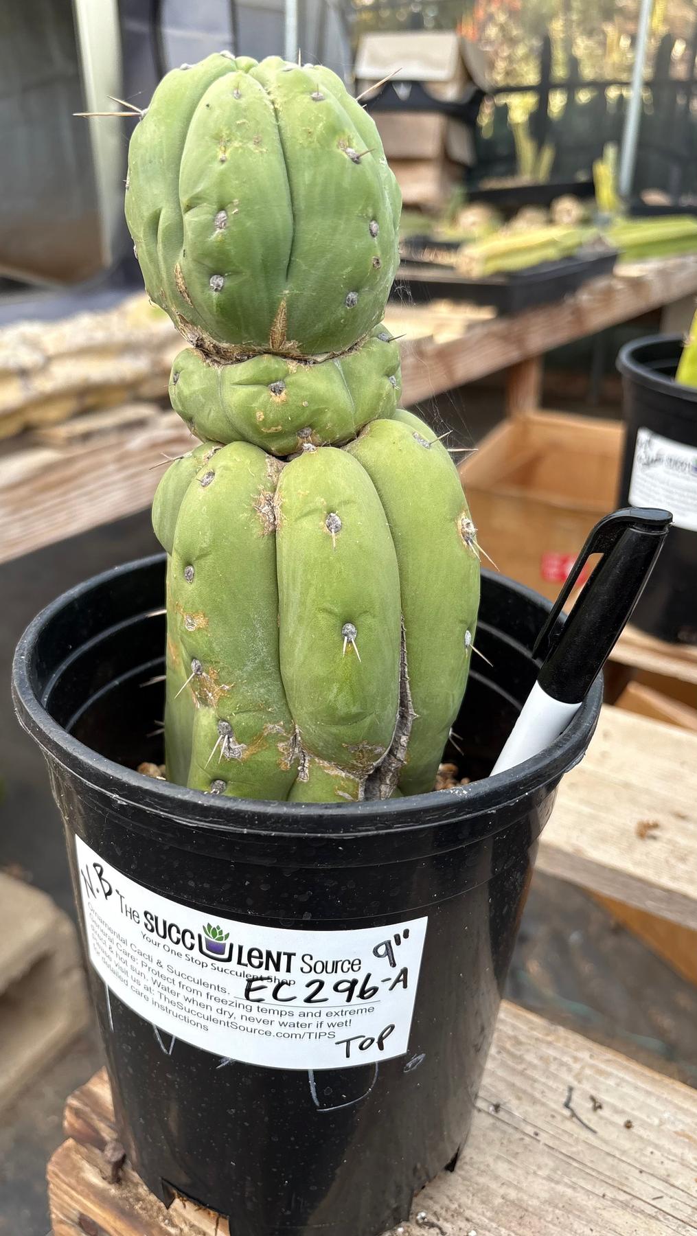 #EC296 EXACT Trichocereus Pachanoi Nuestra Bonita San Pedro Cactus Potted A-D