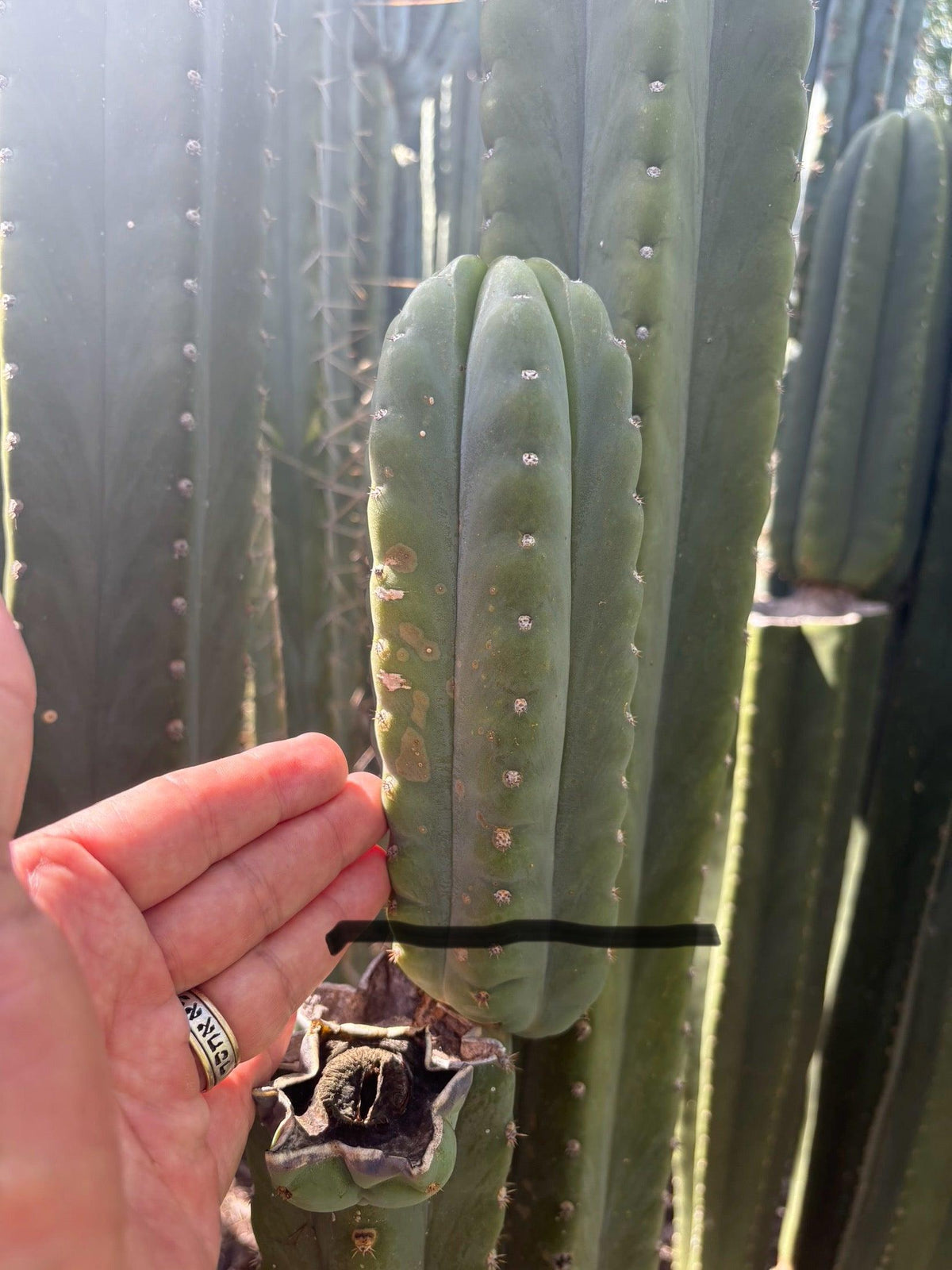 #EC302 EXACT Trichocereus SLOP "Wrinkle in Time" WIT Cactus Cuttings 6”