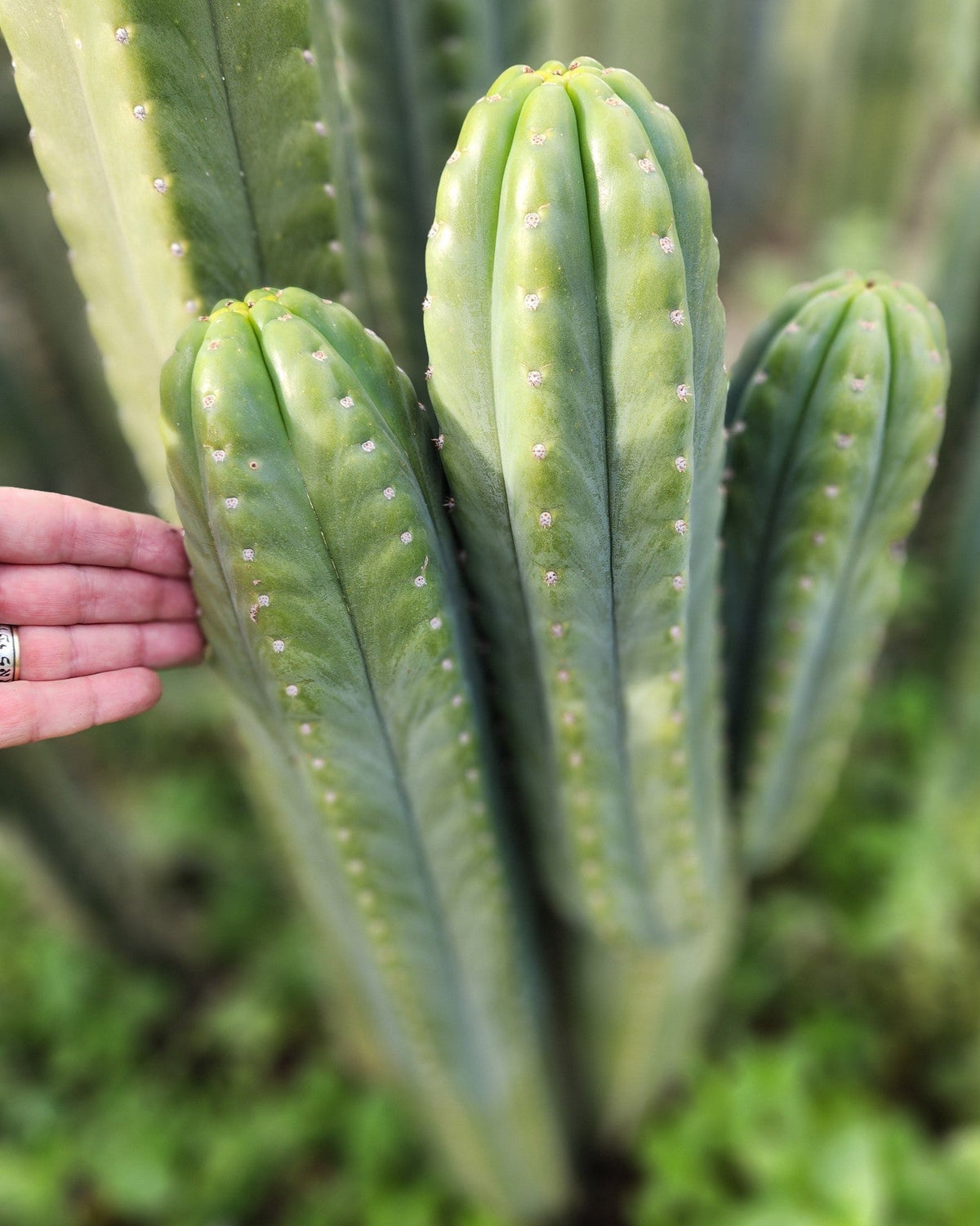 #EC302 EXACT Trichocereus SLOP "Wrinkle in Time" WIT Cactus Cuttings 6”