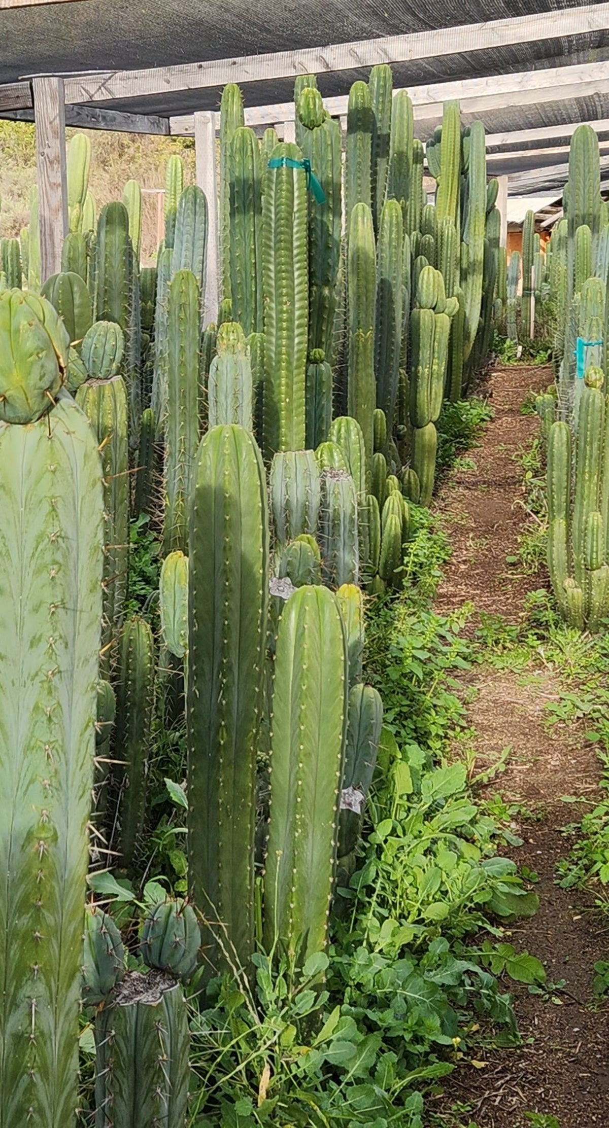 #EC302 EXACT Trichocereus SLOP "Wrinkle in Time" WIT Cactus Cuttings 6”