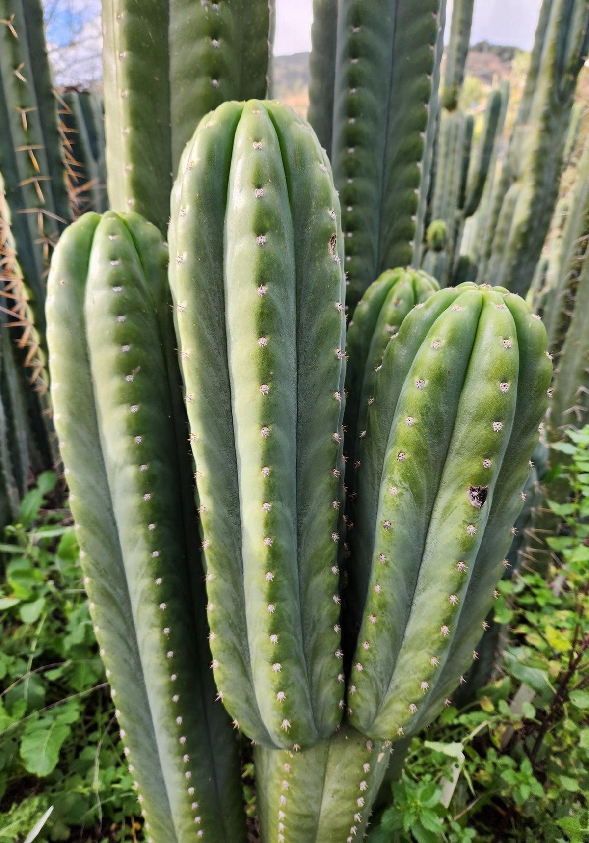 #EC302 EXACT Trichocereus SLOP "Wrinkle in Time" WIT Cactus Cuttings 6”