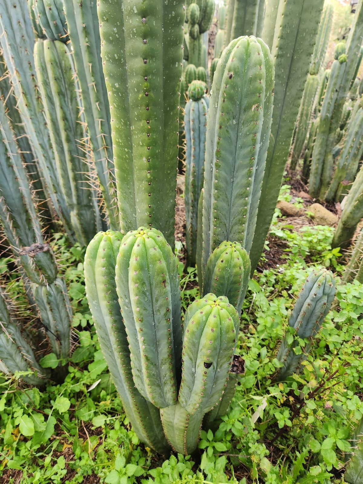 #EC302 EXACT Trichocereus SLOP "Wrinkle in Time" WIT Cactus Cuttings 6”